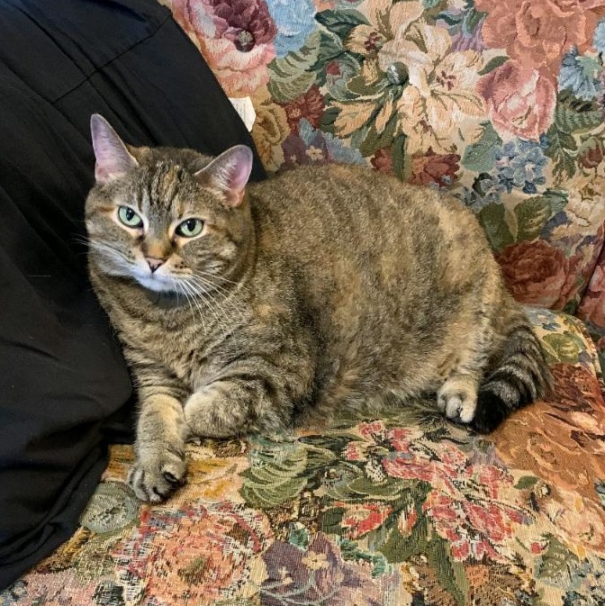 Enlarge Storm, a Adopted Tabby in St. Louis, MO image 2/2