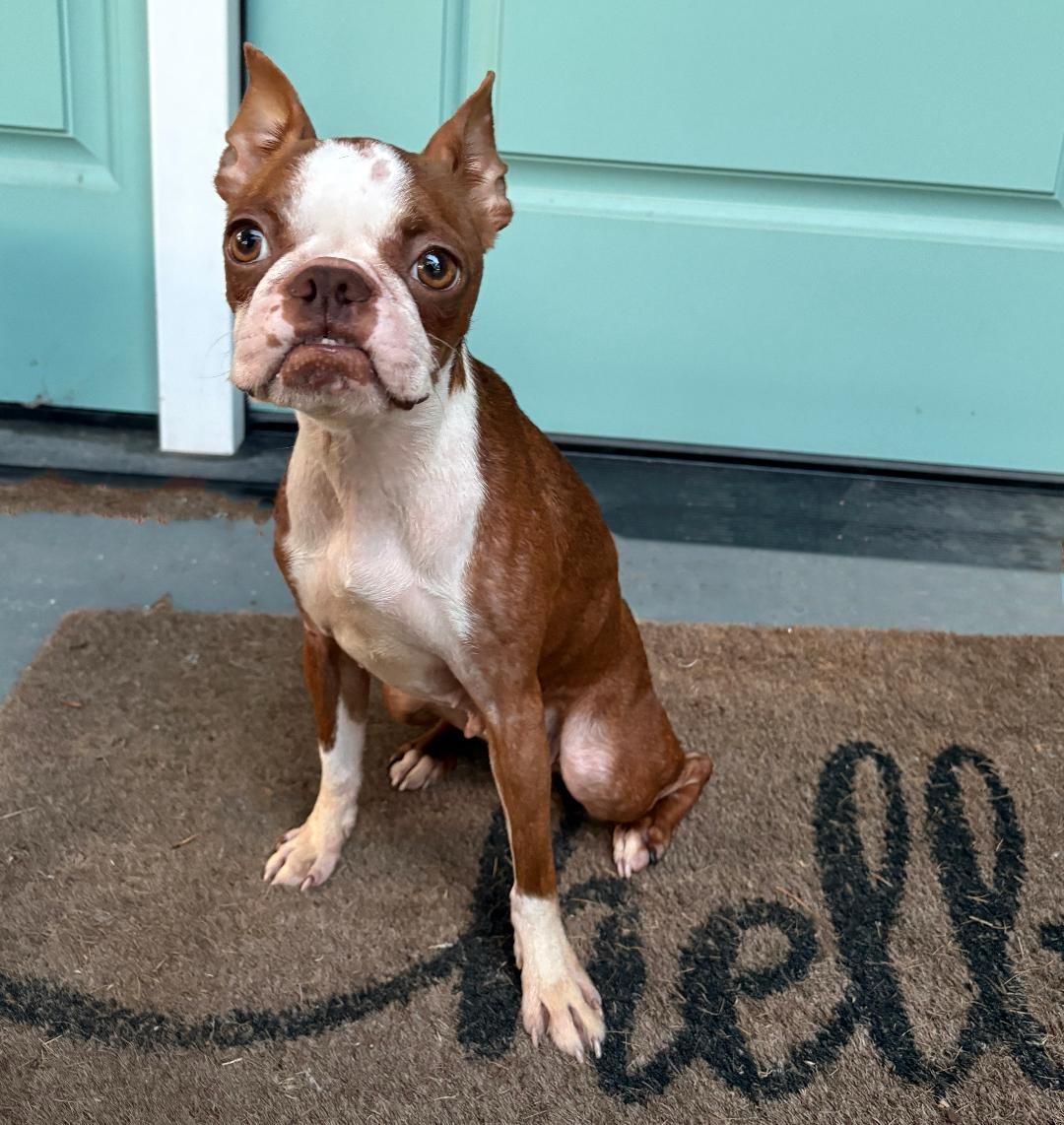 Enlarge JoJo in KS, a Adoptable Boston Terrier in Wichita, KS image 4/4