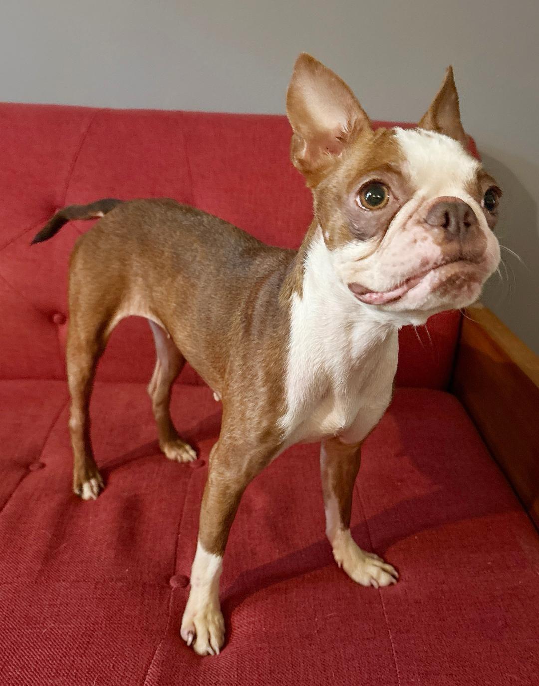 Enlarge JoJo in KS, a Adoptable Boston Terrier in Wichita, KS image 2/4