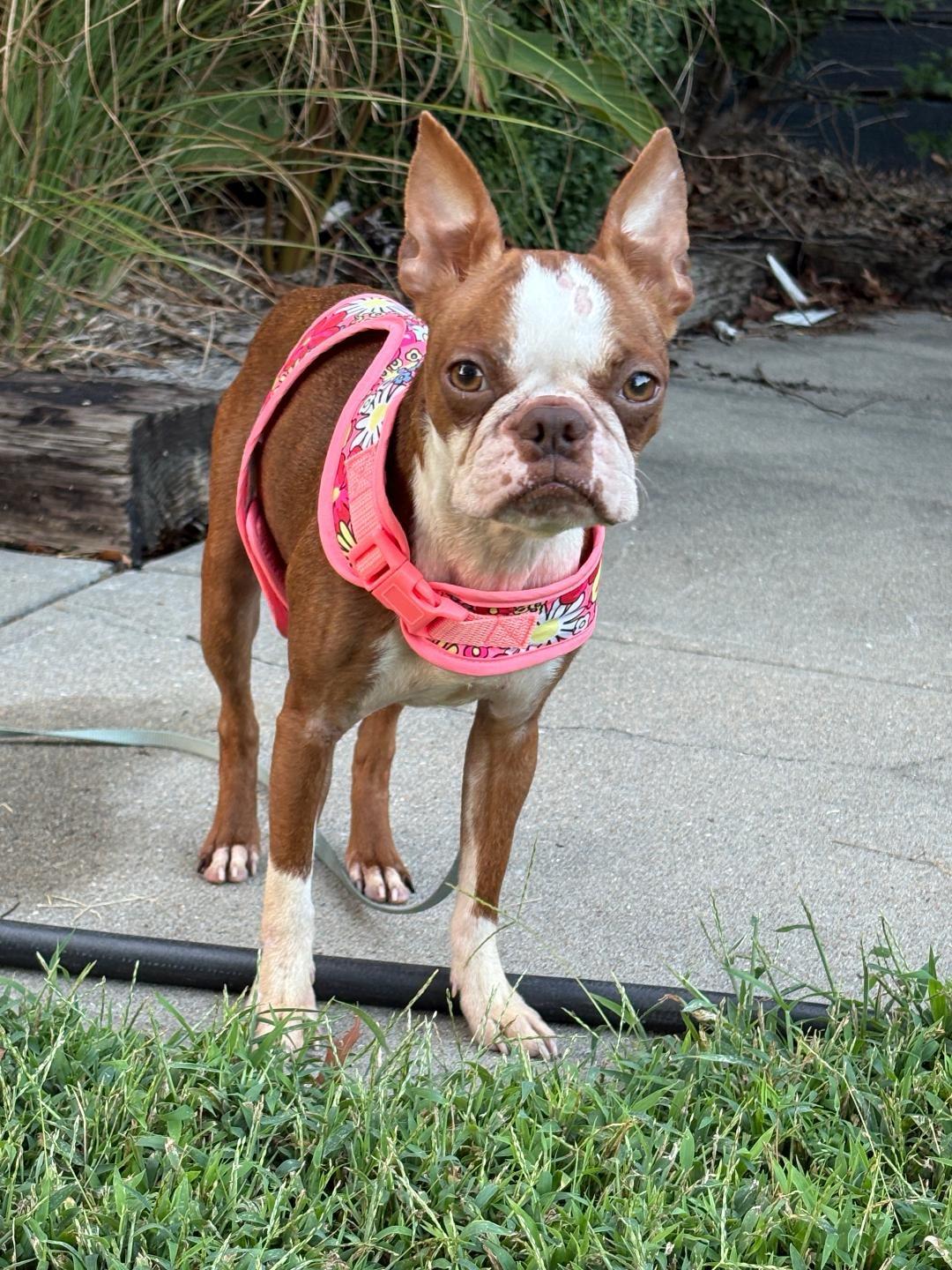 Enlarge JoJo in KS, a Adoptable Boston Terrier in Wichita, KS image 1/4