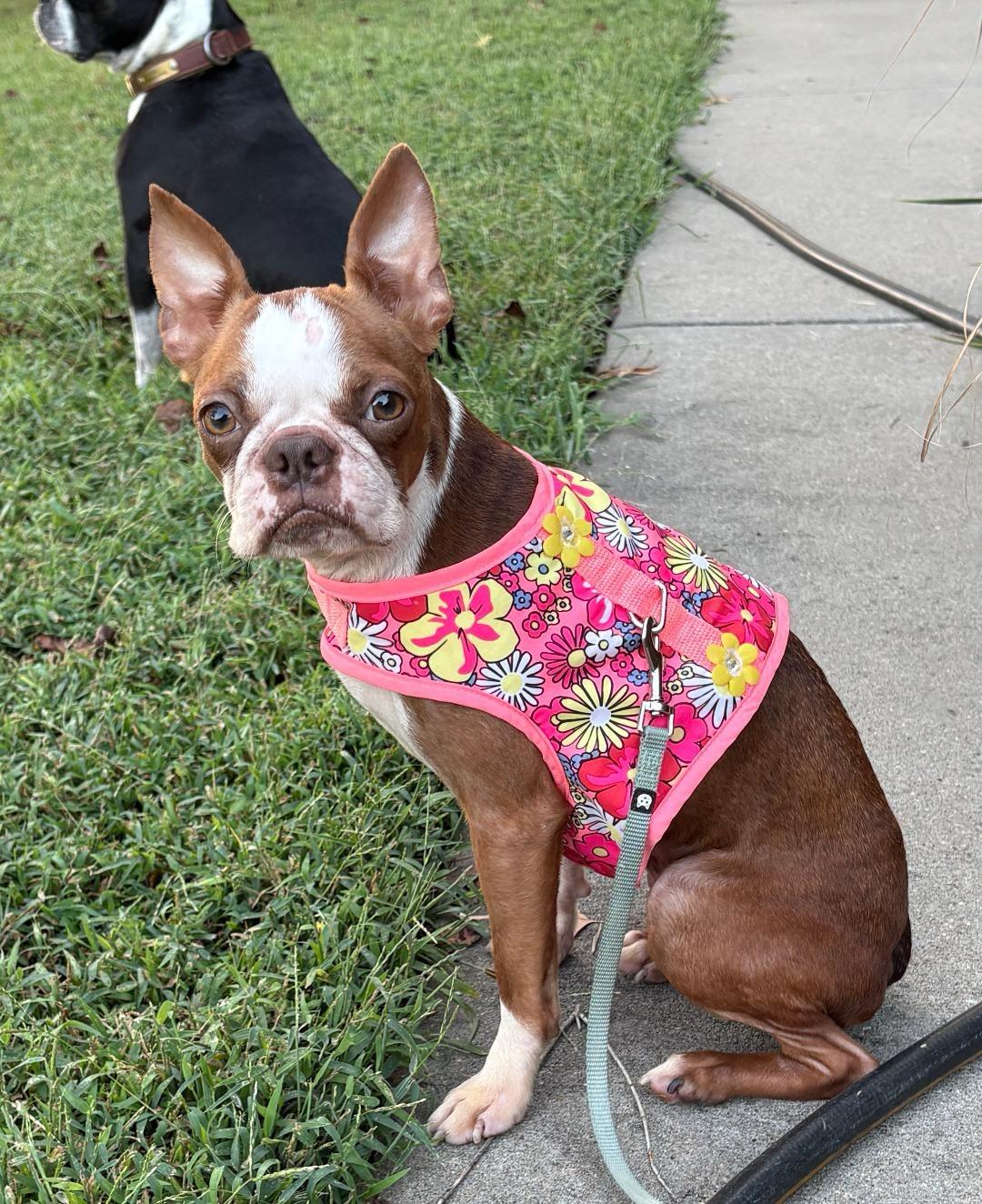 Enlarge JoJo in KS, a Adoptable Boston Terrier in Wichita, KS image 3/4
