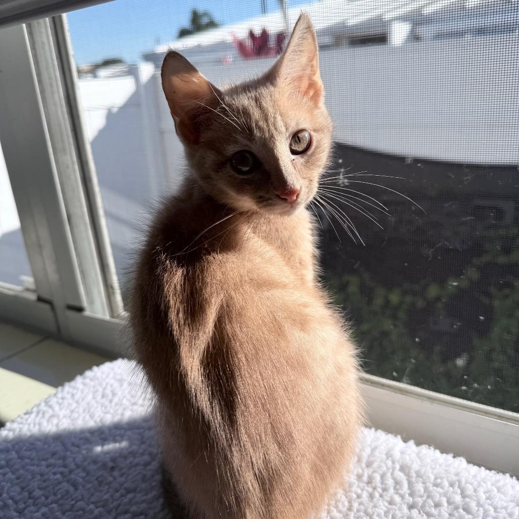 Enlarge Prancer, an adopted Domestic Short Hair in Hollywood, FL image 4/4