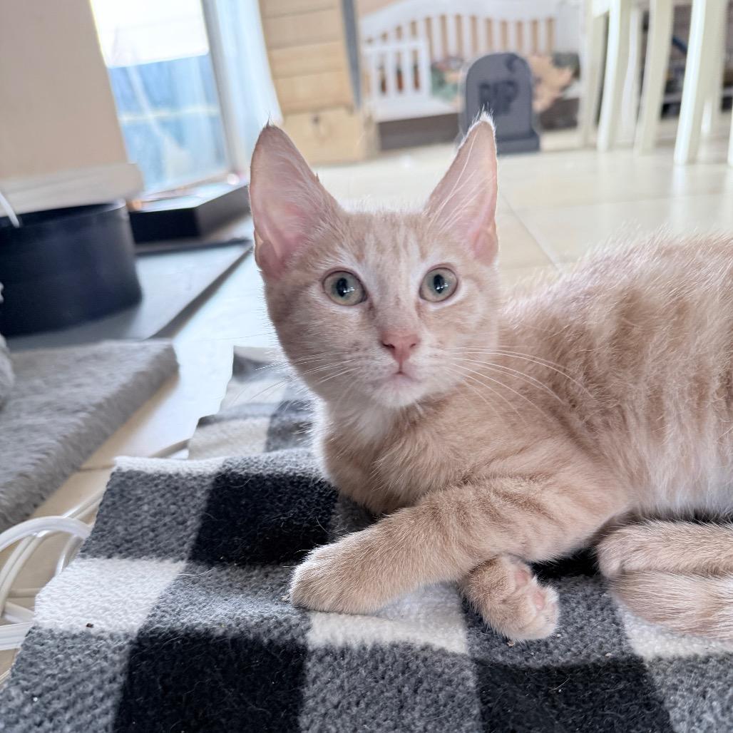 Enlarge Prancer, an adopted Domestic Short Hair in Hollywood, FL image 2/4