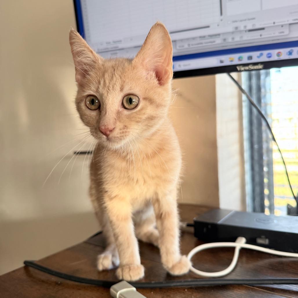 Enlarge Prancer, an adopted Domestic Short Hair in Hollywood, FL image 1/4