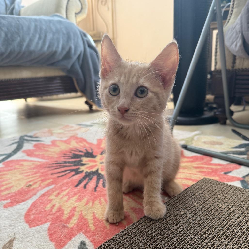 Enlarge Prancer, an adopted Domestic Short Hair in Hollywood, FL image 3/4