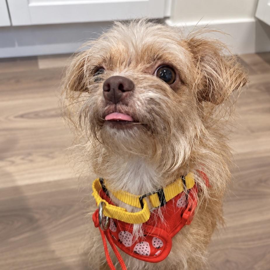 Enlarge Goldie, a Adoptable mixed breed in Hudson, IL image 1/3