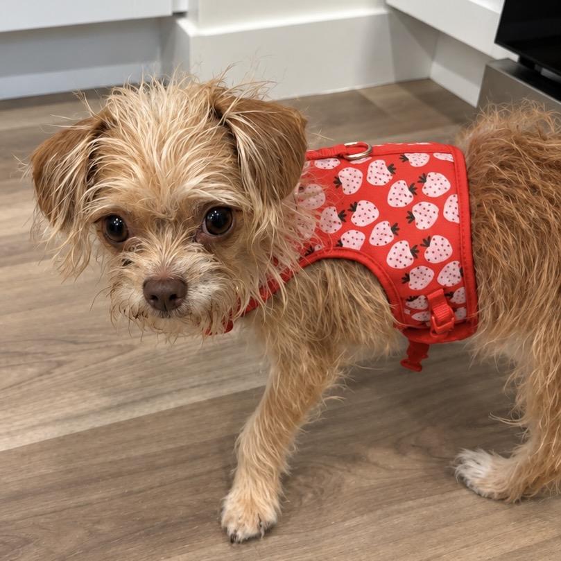 Enlarge Goldie, a Adoptable mixed breed in Hudson, IL image 2/3