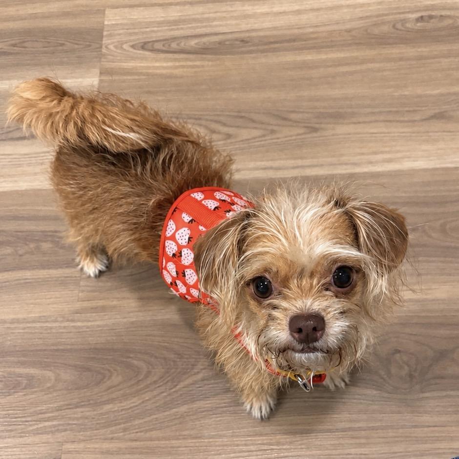 Enlarge Goldie, a Adoptable mixed breed in Hudson, IL image 3/3