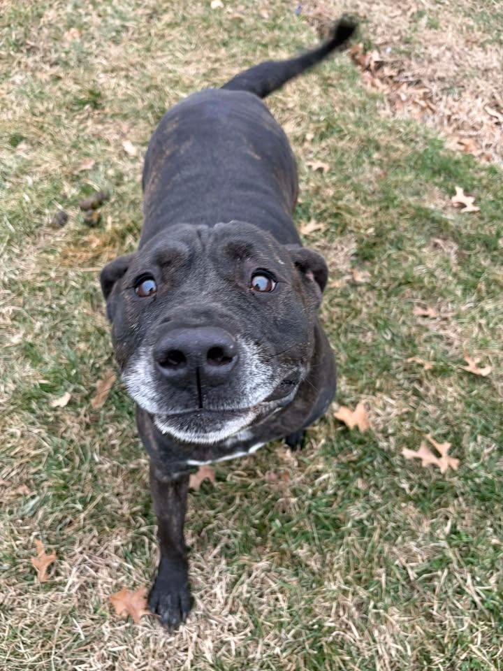 Enlarge Max, a ADOPTABLE mixed breed in Brownstown, IN image 1/4