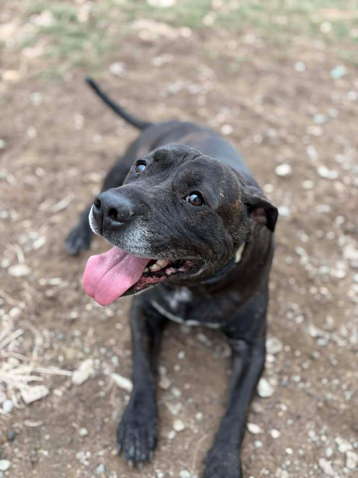 Enlarge Max, a ADOPTABLE mixed breed in Brownstown, IN image 4/4