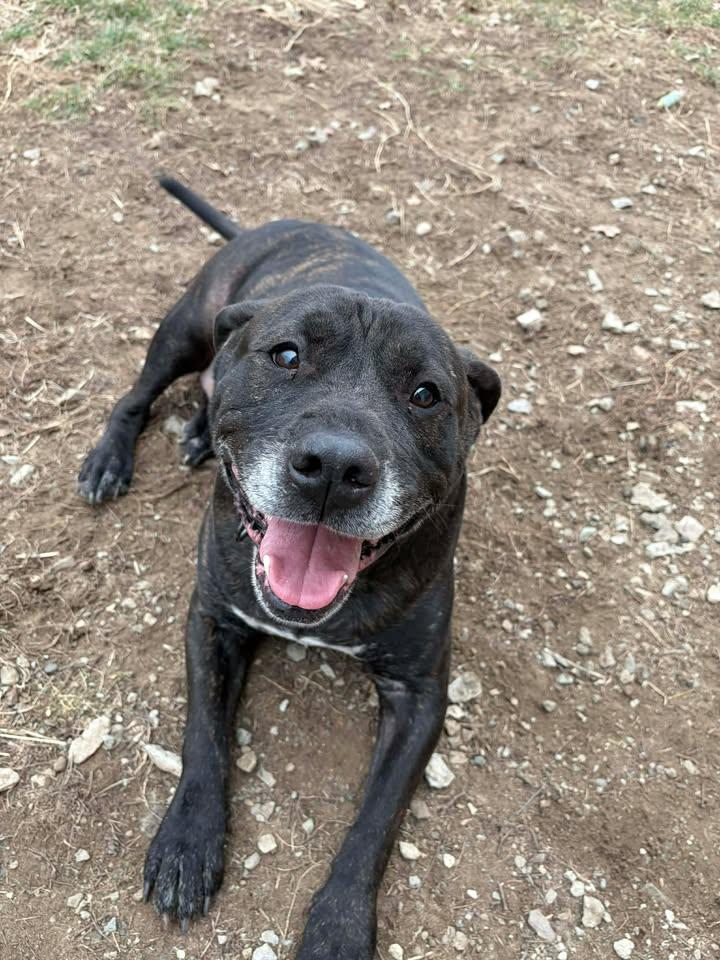 Enlarge Max, a ADOPTABLE mixed breed in Brownstown, IN image 2/4
