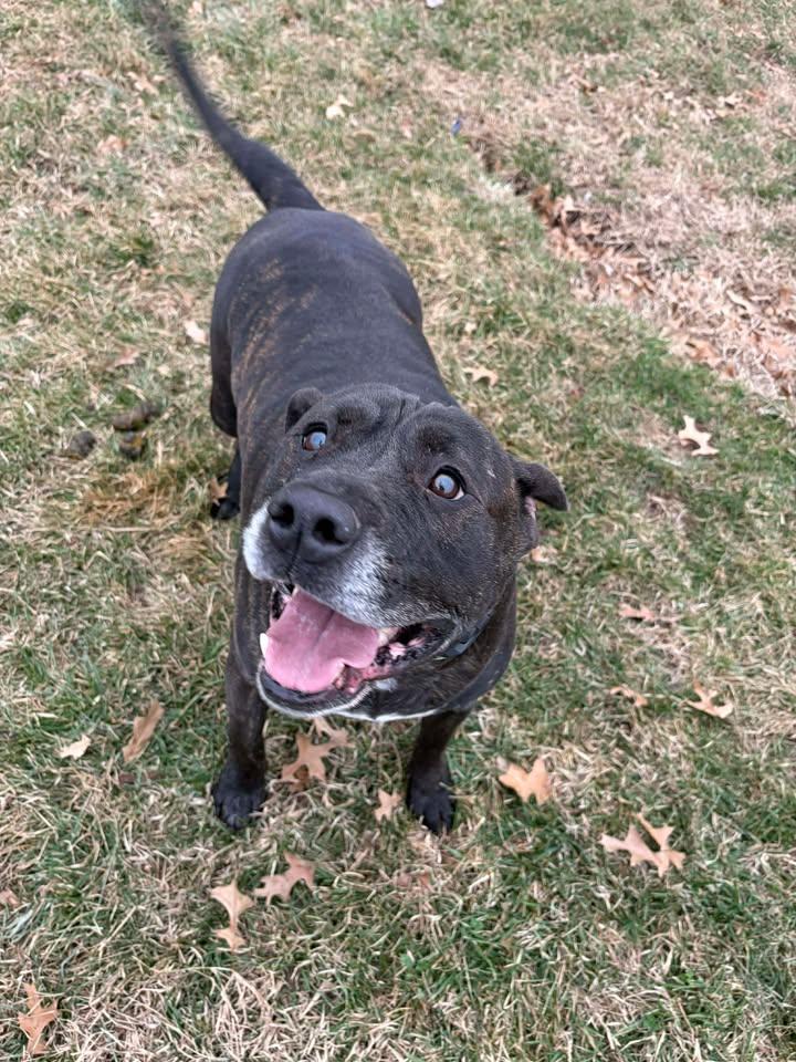 Enlarge Max, a ADOPTABLE mixed breed in Brownstown, IN image 3/4