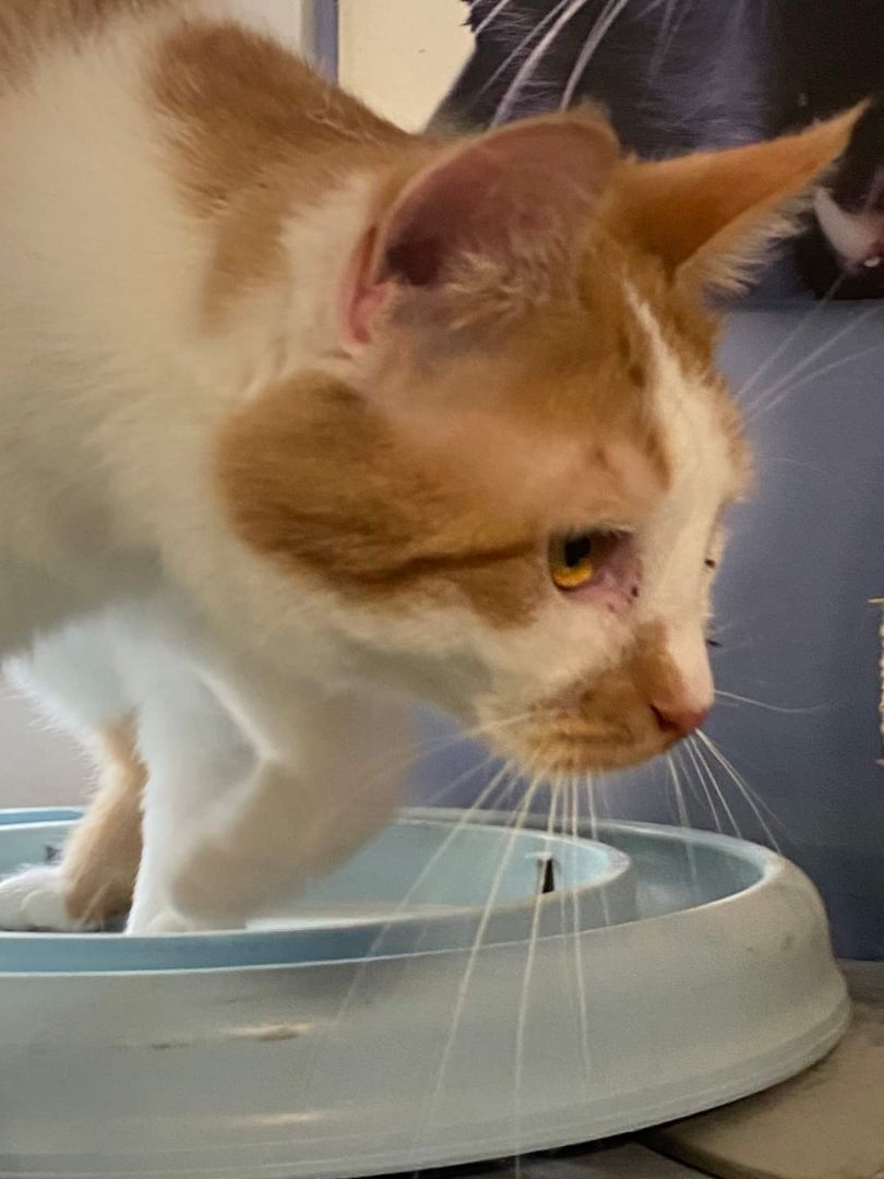 Bud, Adopted, Young Male Domestic Short Hair.