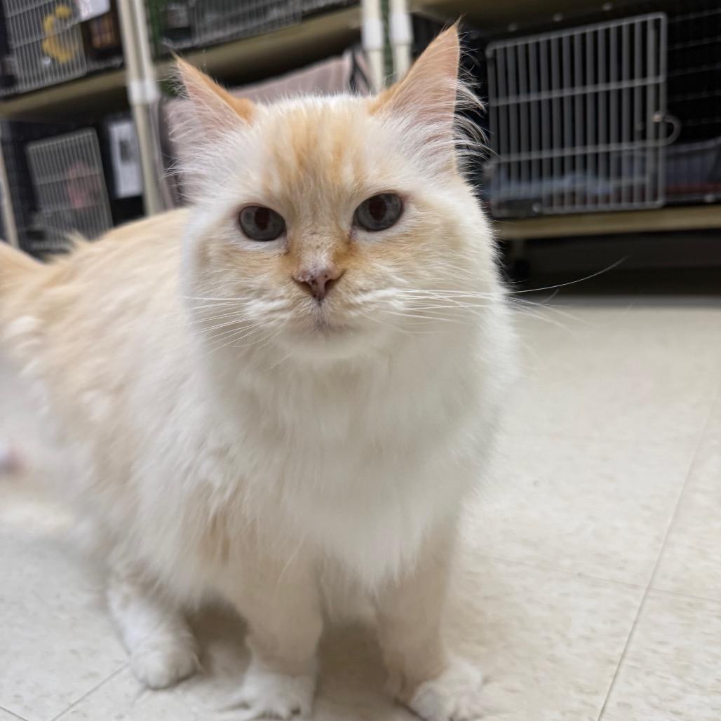 Enlarge Reggie, a Adoptable mixed breed in Milford, IA image 1/3