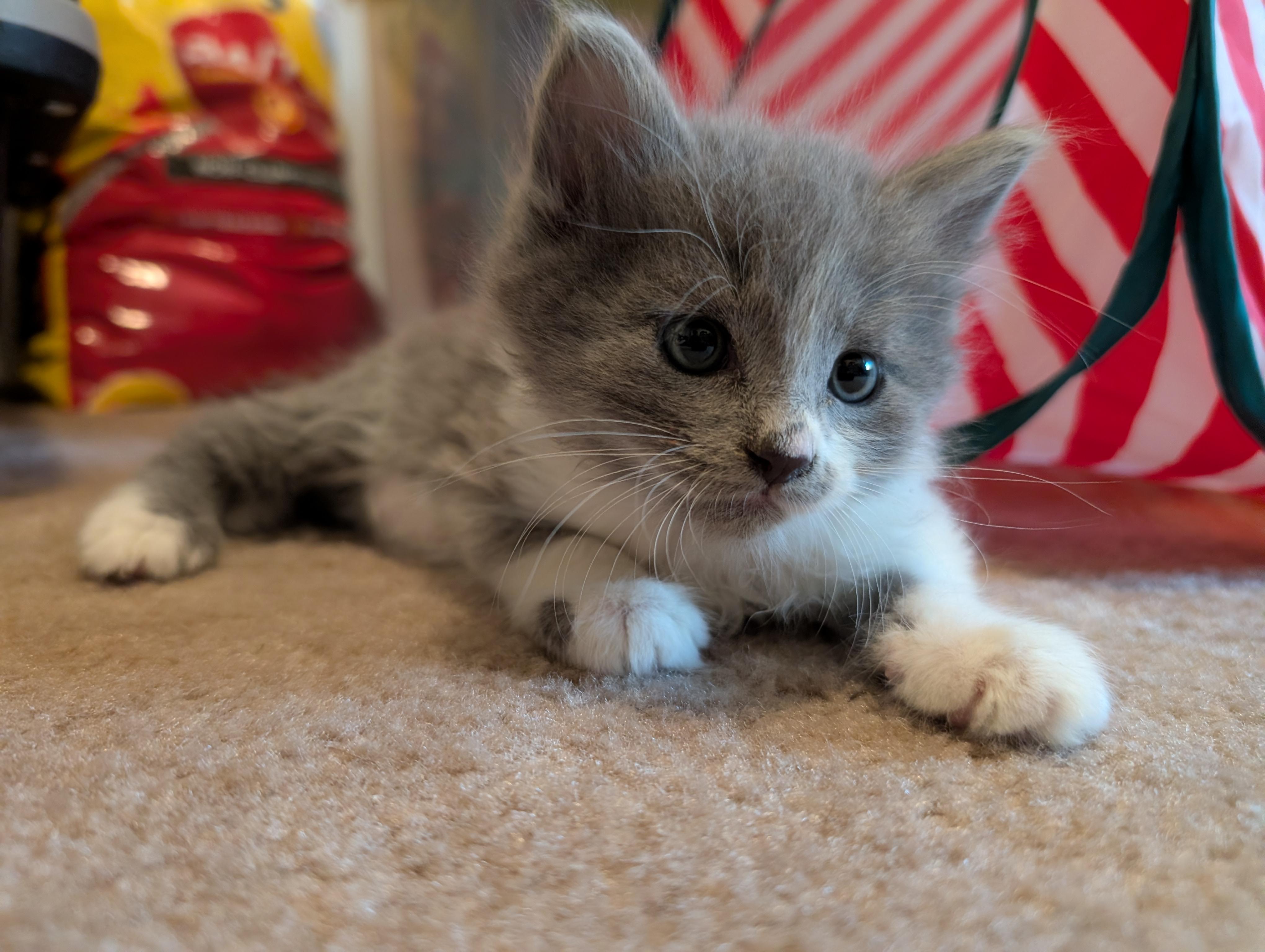 Enlarge Jerry Gergich , an adopted mixed breed in Albuquerque, NM image 4/5