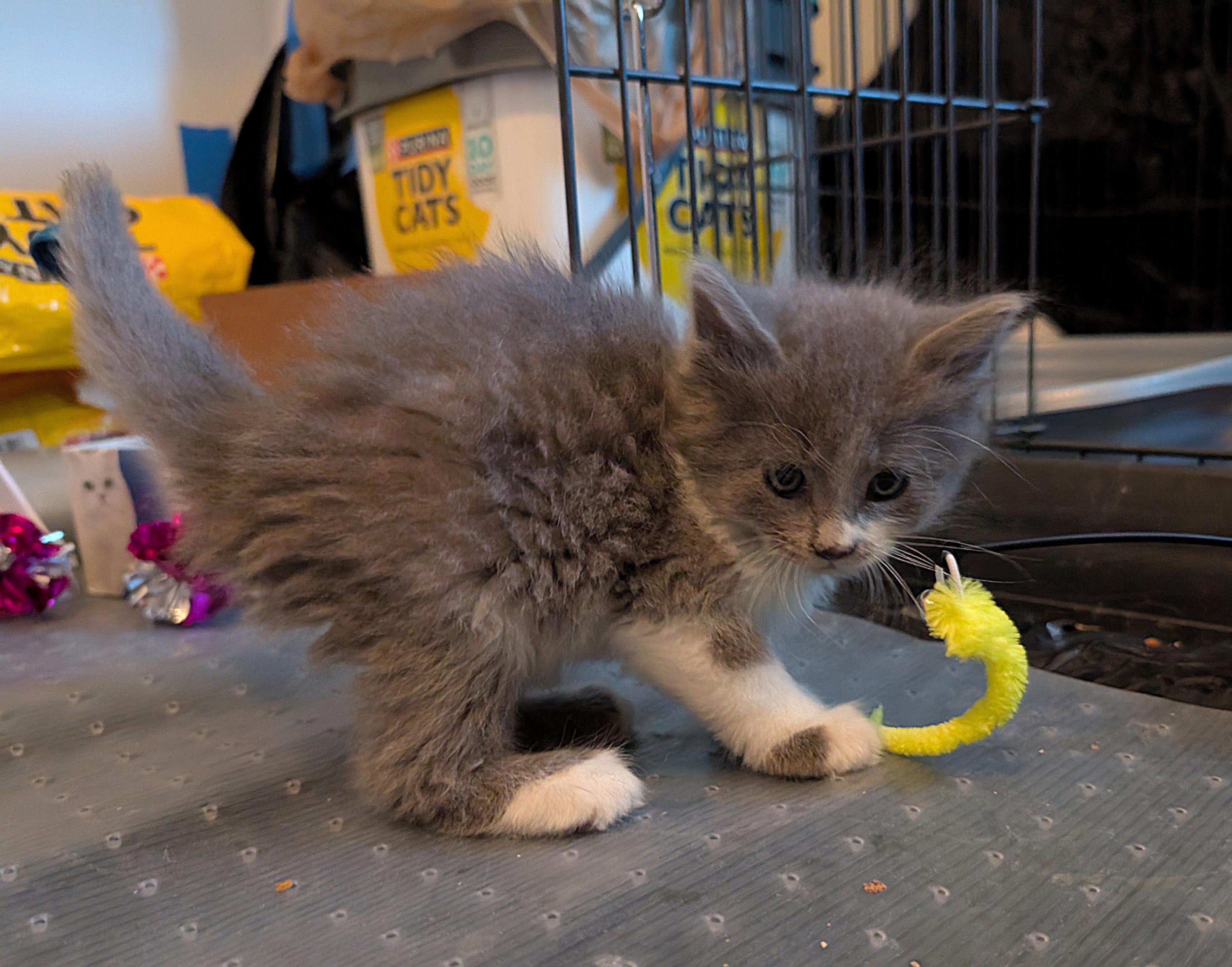Enlarge Jerry Gergich , an adopted mixed breed in Albuquerque, NM image 2/5