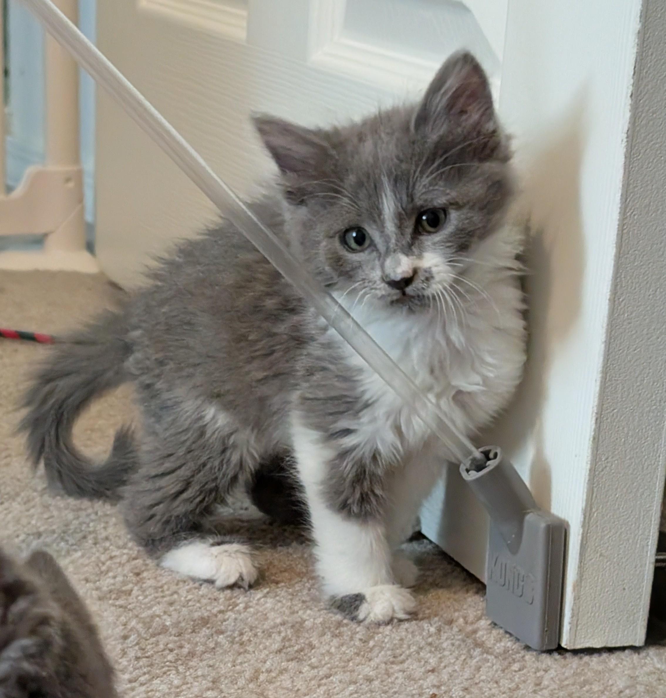 Enlarge Jerry Gergich , an adopted mixed breed in Albuquerque, NM image 1/5