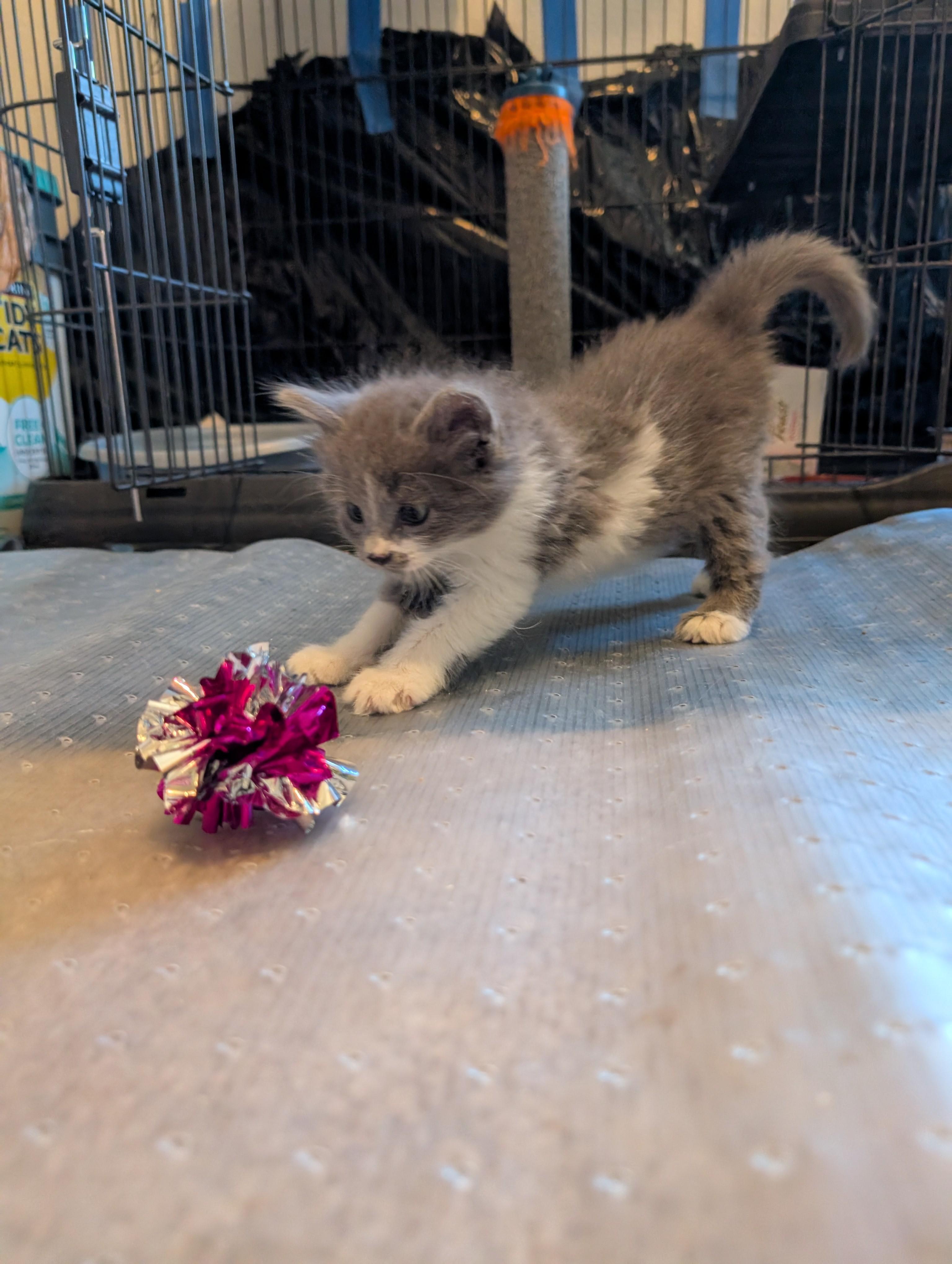 Enlarge Jerry Gergich , an adopted mixed breed in Albuquerque, NM image 5/5