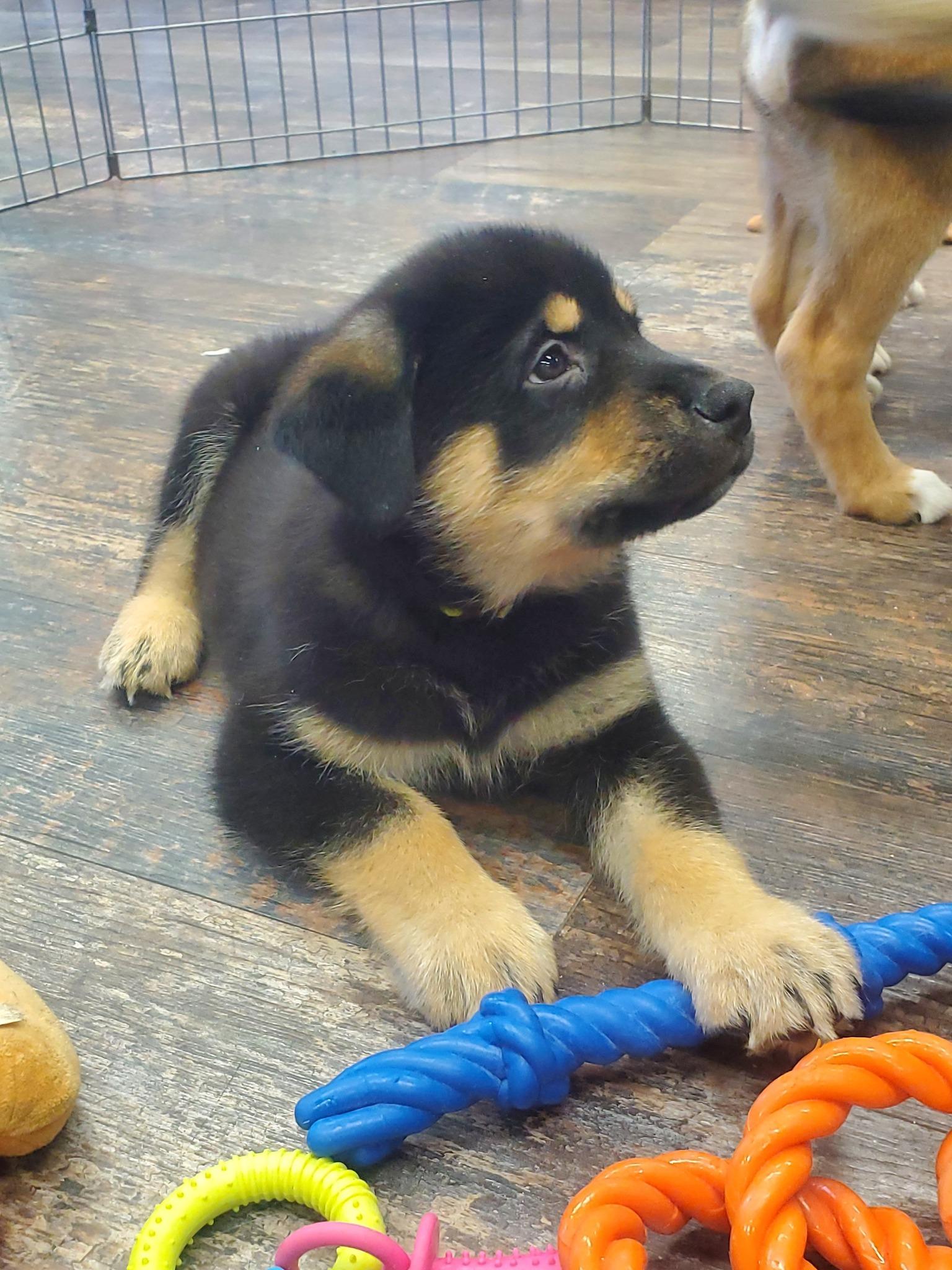 Enlarge McGee, a Adoptable mixed breed in Calgary, AB image 1/4