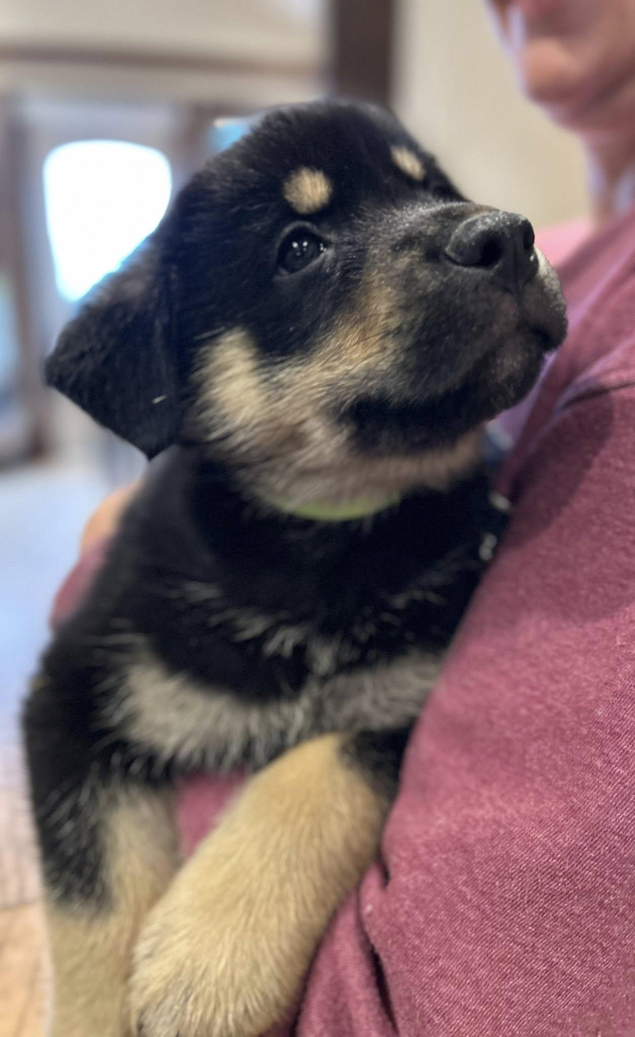 Enlarge McGee, a Adoptable mixed breed in Calgary, AB image 2/4