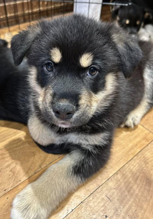 Enlarge McGee, a Adoptable mixed breed in Calgary, AB image 3/4