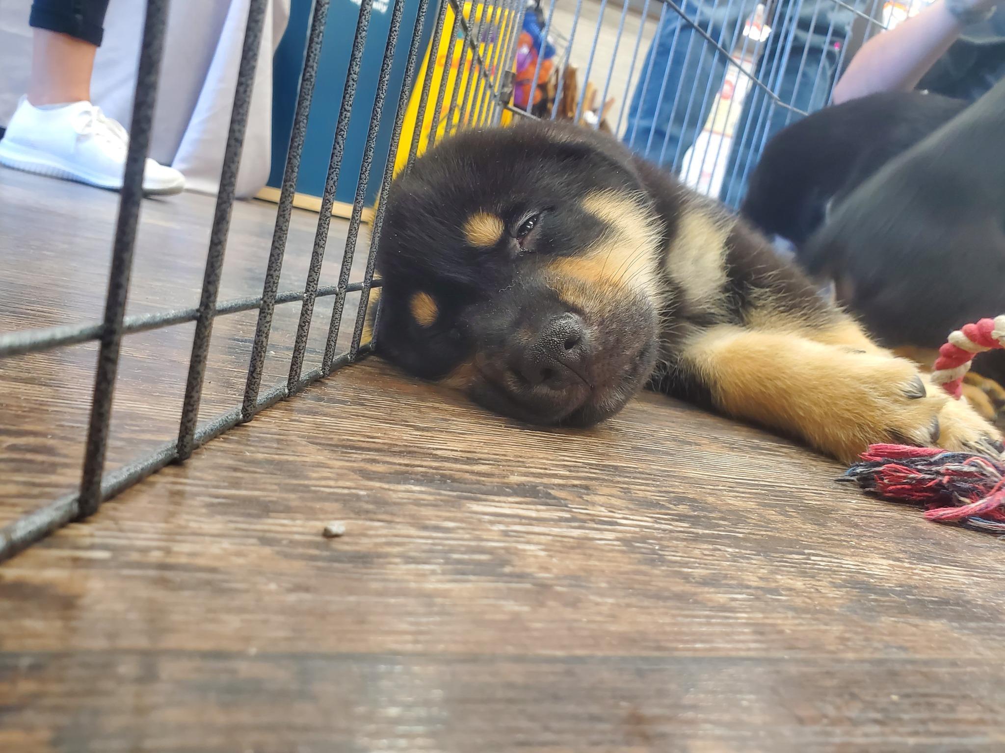 Enlarge McGee, a Adoptable mixed breed in Calgary, AB image 4/4