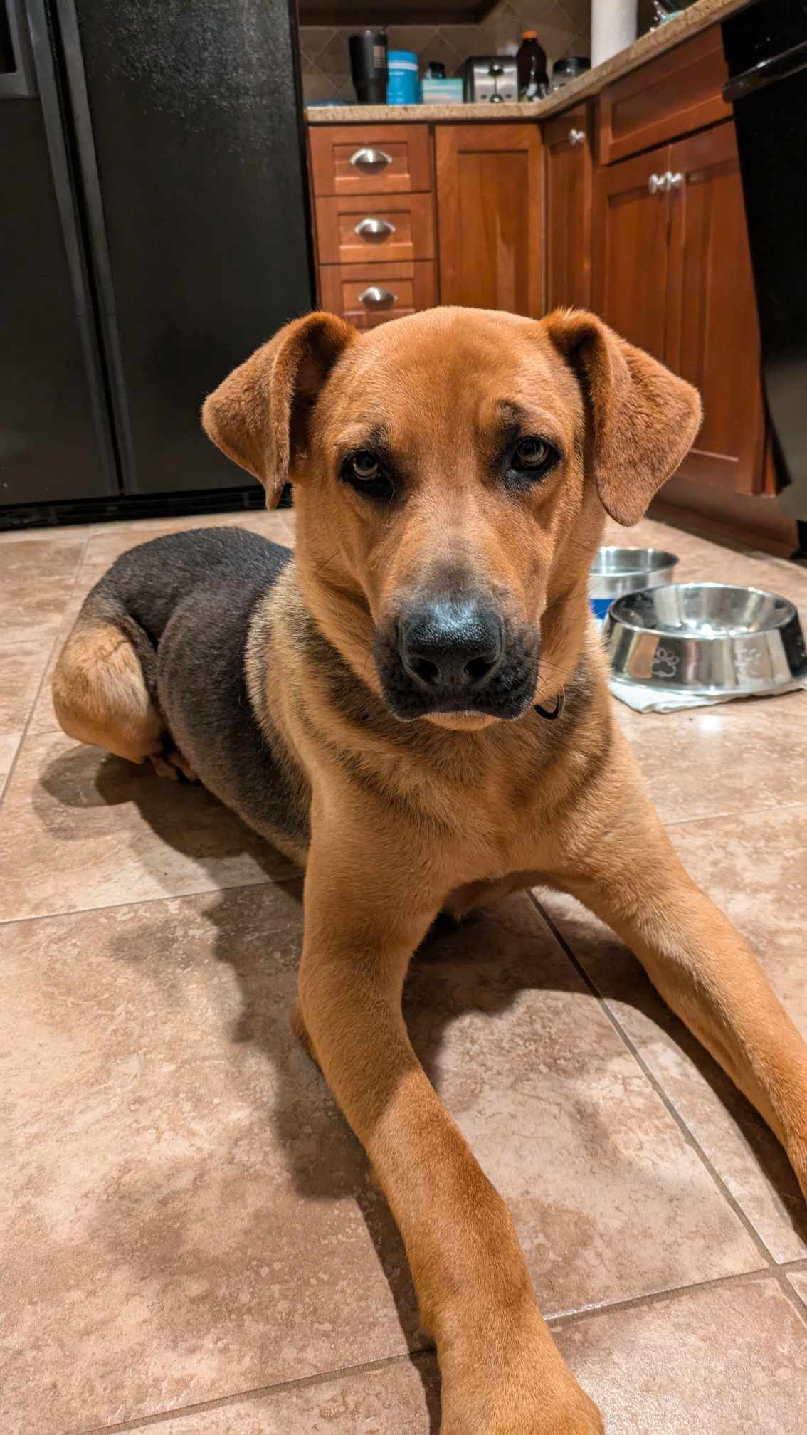 Archer, an adoptable Bloodhound Mix in Sheboygan, WI_image-1