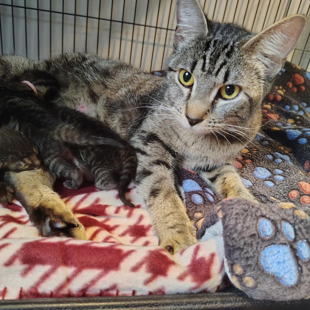 Enlarge Mother Nature, a Adoptable Domestic Short Hair in Osawatomie, KS image 1/1