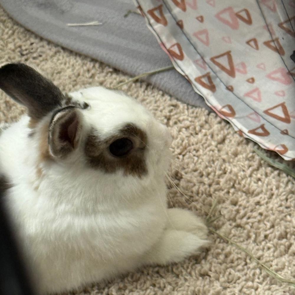 Enlarge Tyson, a Adoptable Bunny Rabbit in Longwood, FL image 2/6