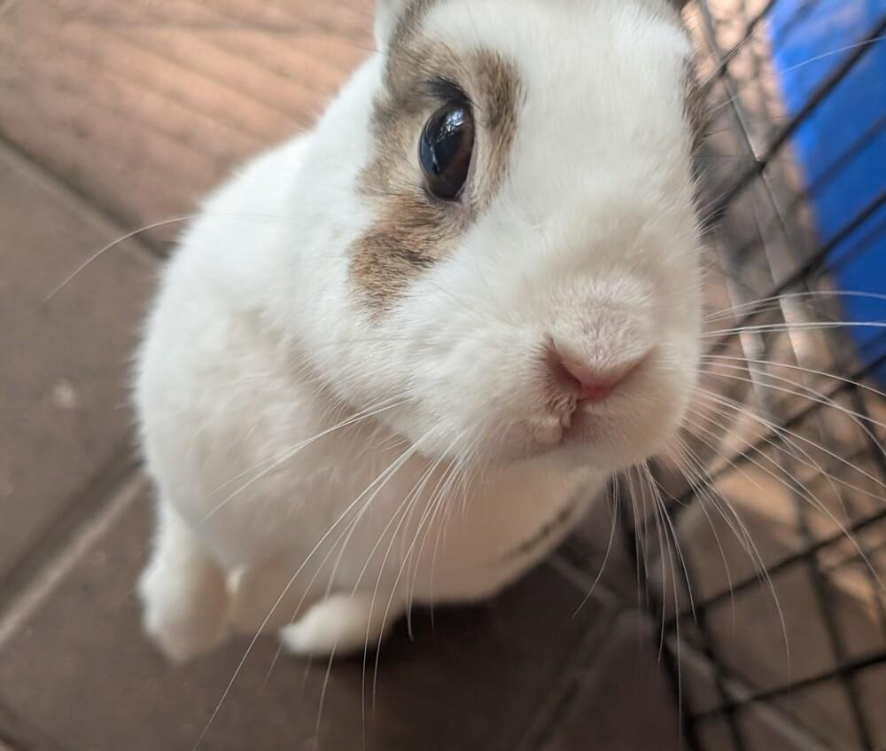 Enlarge Tyson, a Adoptable Bunny Rabbit in Longwood, FL image 4/6