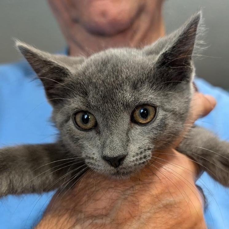 Enlarge Breeze, a Adopted Domestic Short Hair in Reisterstown, MD image 2/4