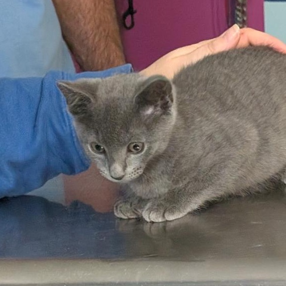 Enlarge Breeze, a Adopted Domestic Short Hair in Reisterstown, MD image 4/4