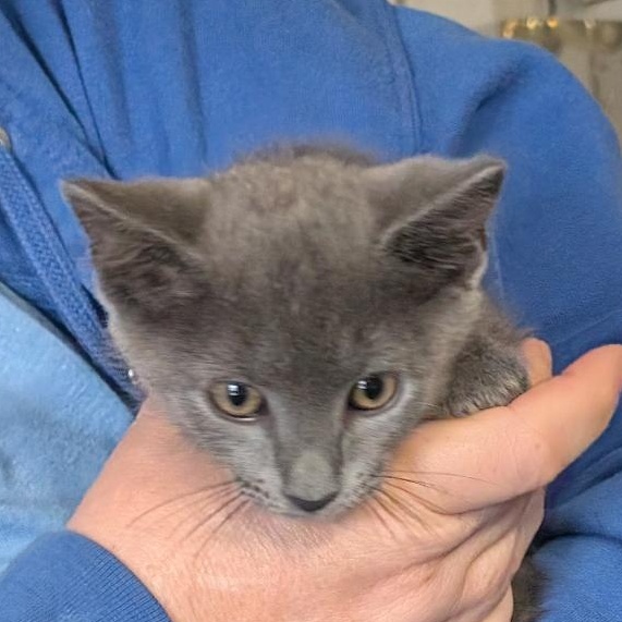 Enlarge Breeze, a Adopted Domestic Short Hair in Reisterstown, MD image 3/4