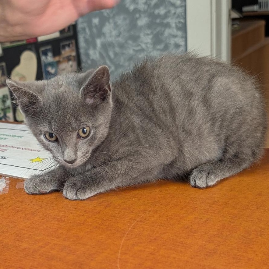 Enlarge Breeze, a Adopted Domestic Short Hair in Reisterstown, MD image 1/4