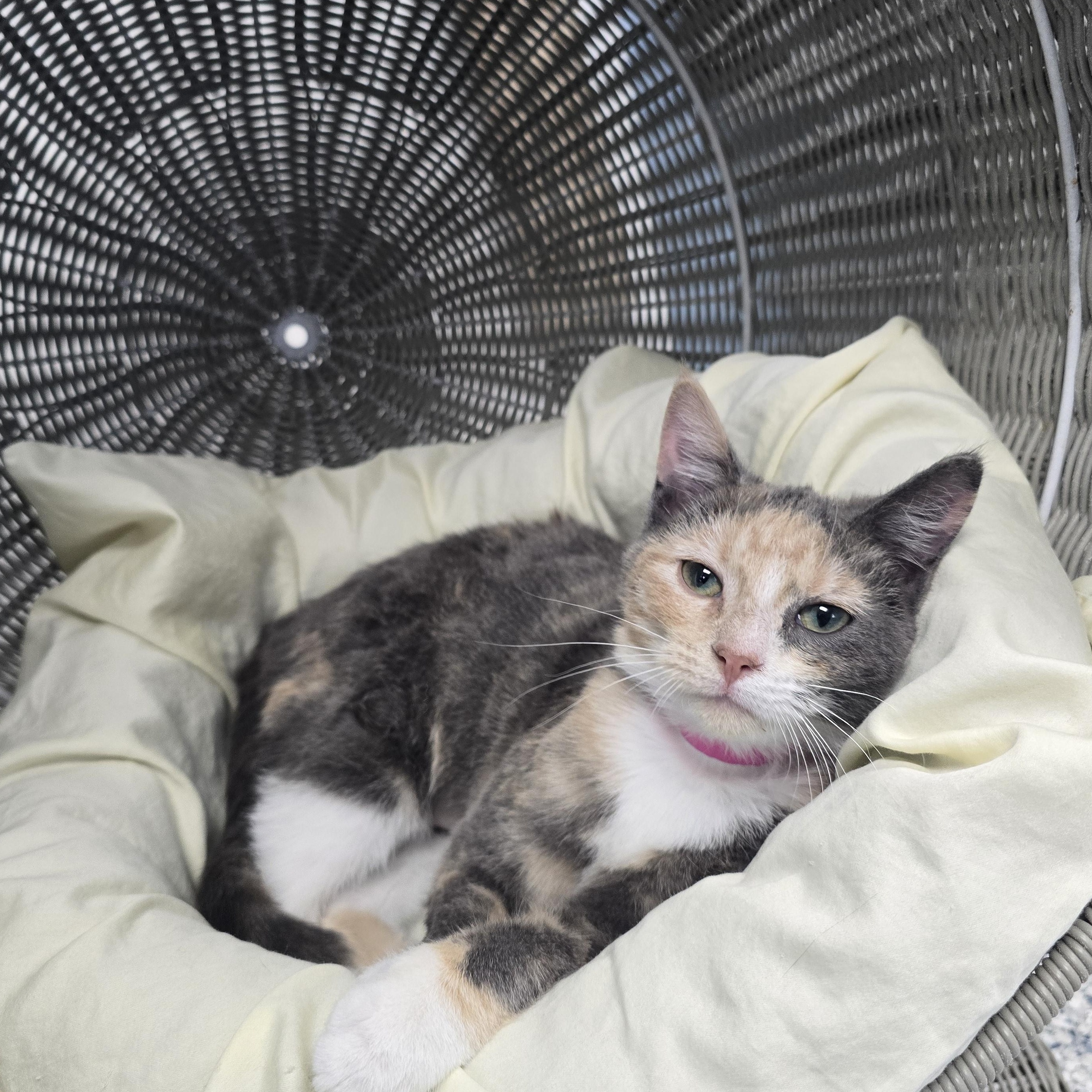 Tessa, ADOPTABLE, Young Female Domestic Short Hair.