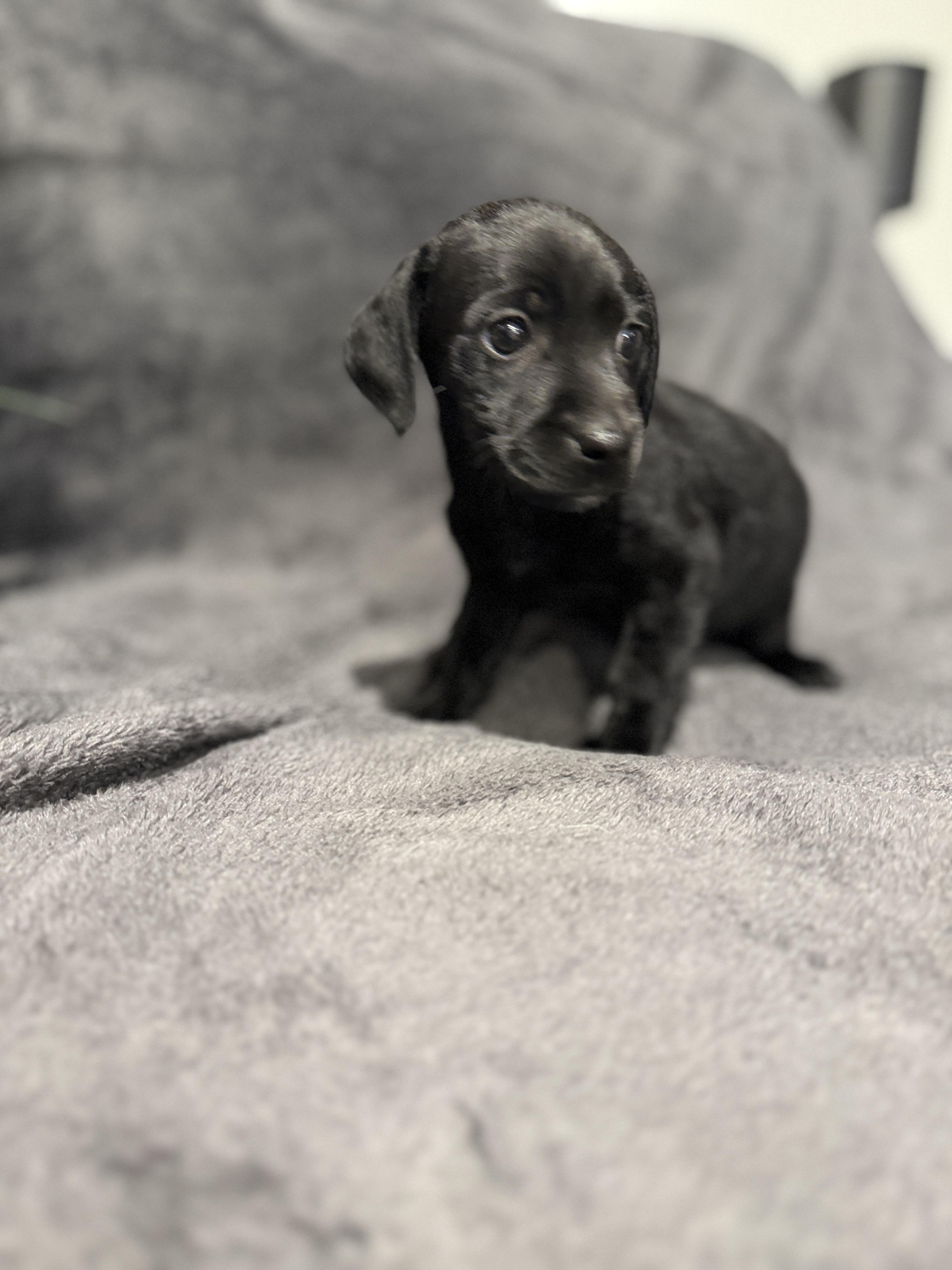 Enlarge Onyx, a ADOPTABLE mixed breed in Hales corners, WI image 2/3