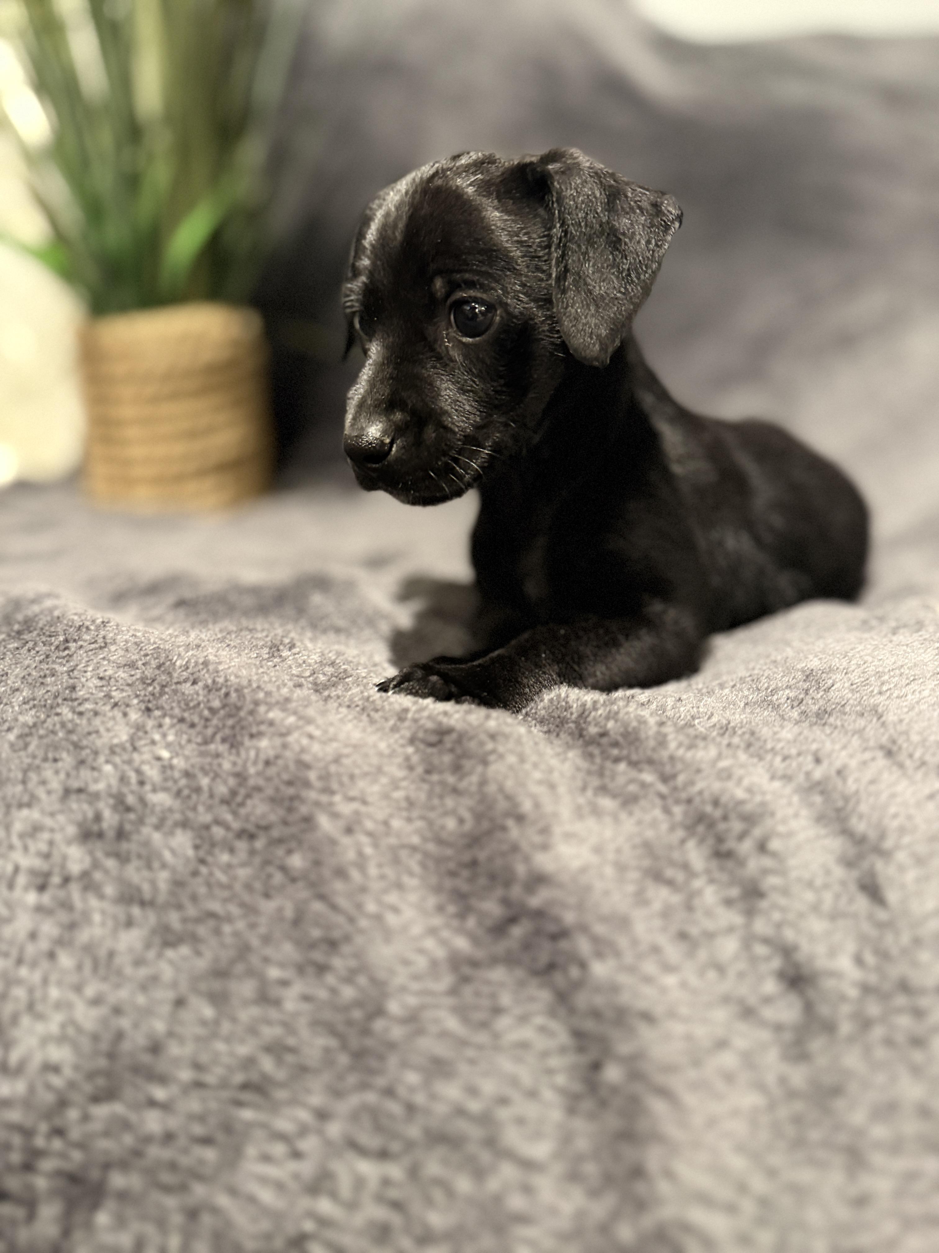 Onyx, ADOPTABLE, Puppy Male Dachshund.