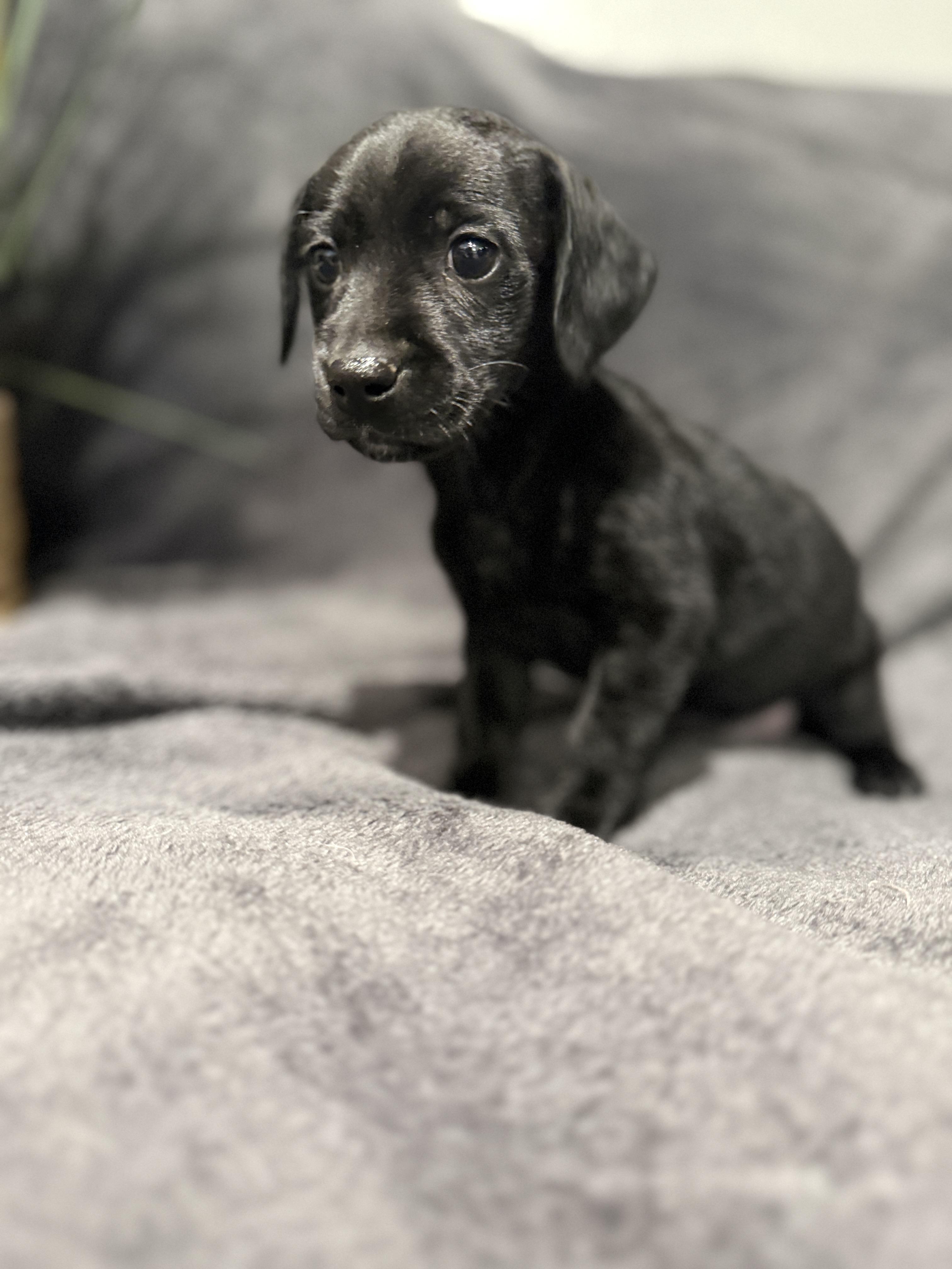 Enlarge Onyx, a ADOPTABLE mixed breed in Hales corners, WI image 3/3