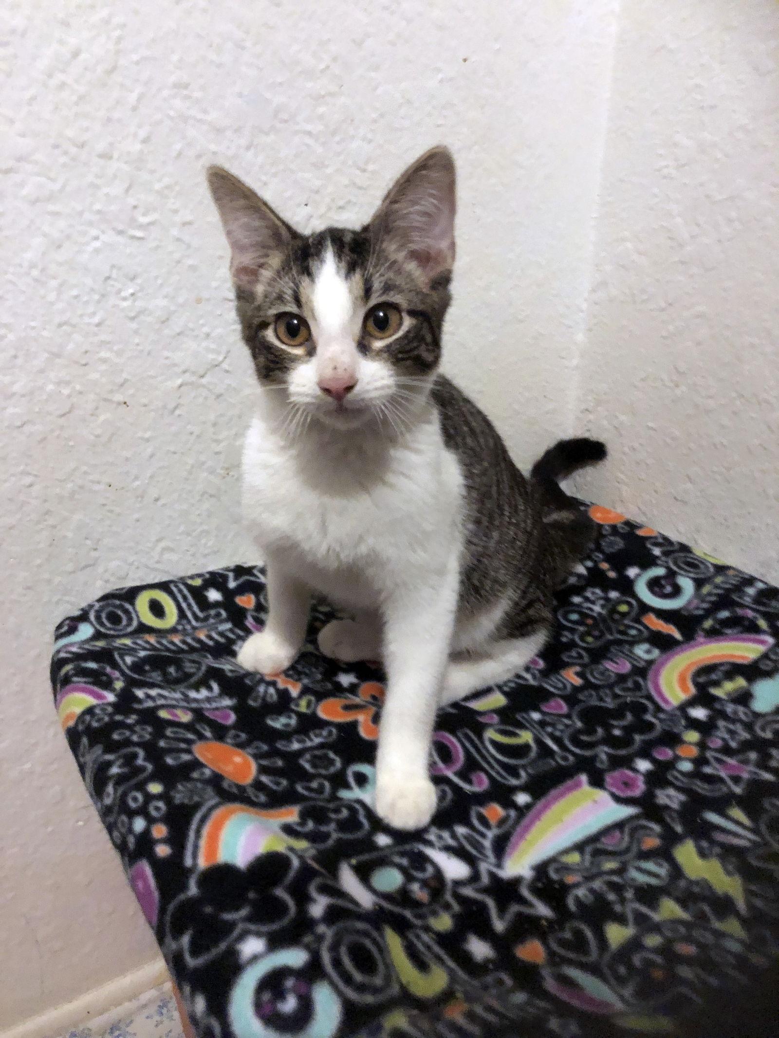 Sine, Adopted, Kitten Male Domestic Short Hair.