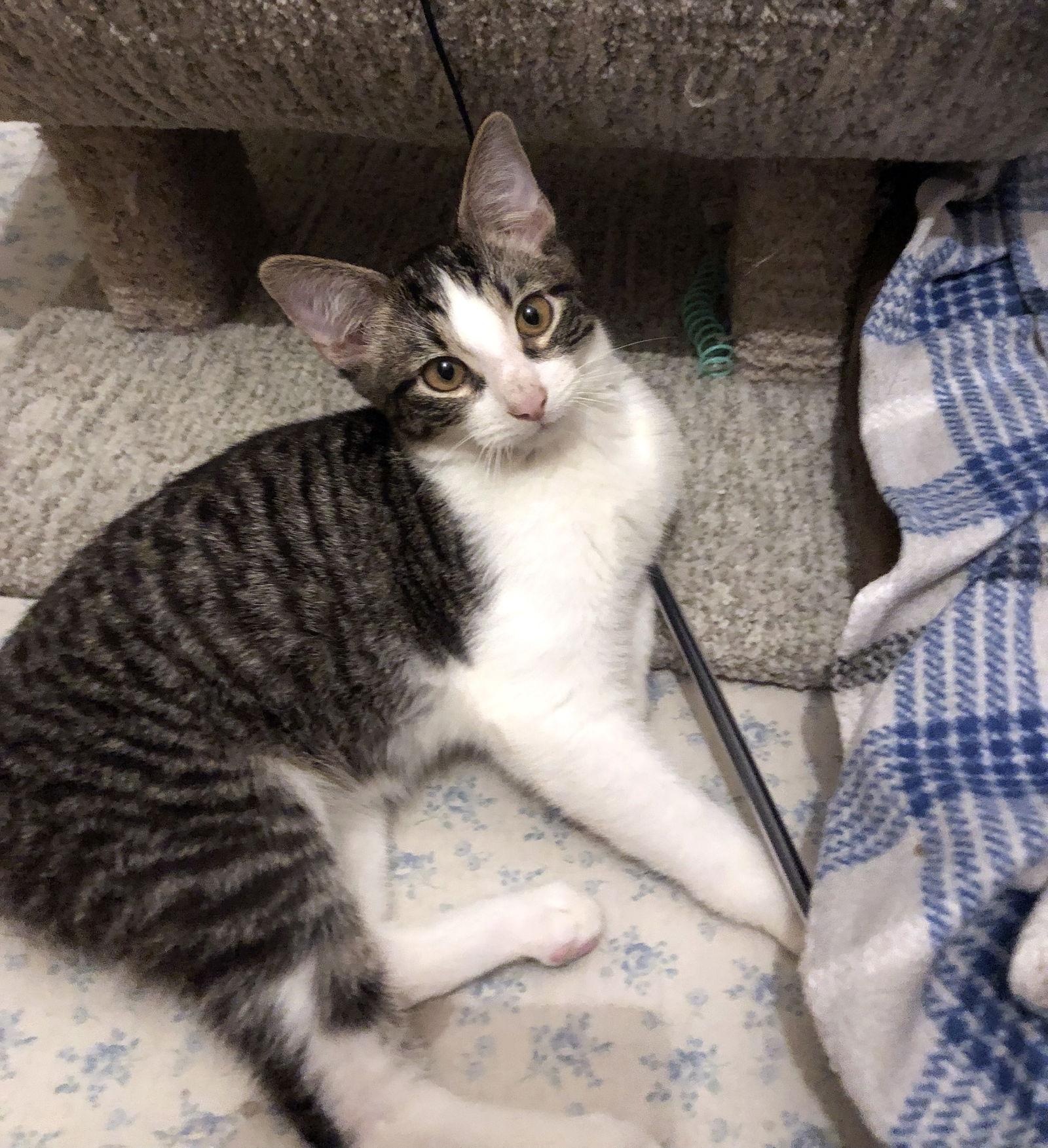 Enlarge Sine, a Adopted Domestic Short Hair in Mission Viejo, CA image 3/3