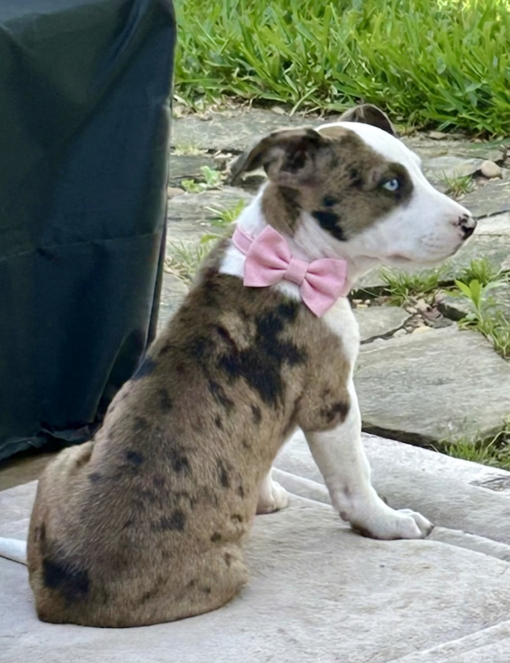 Enlarge Callie, an adopted mixed breed in Cypress, TX image 3/5