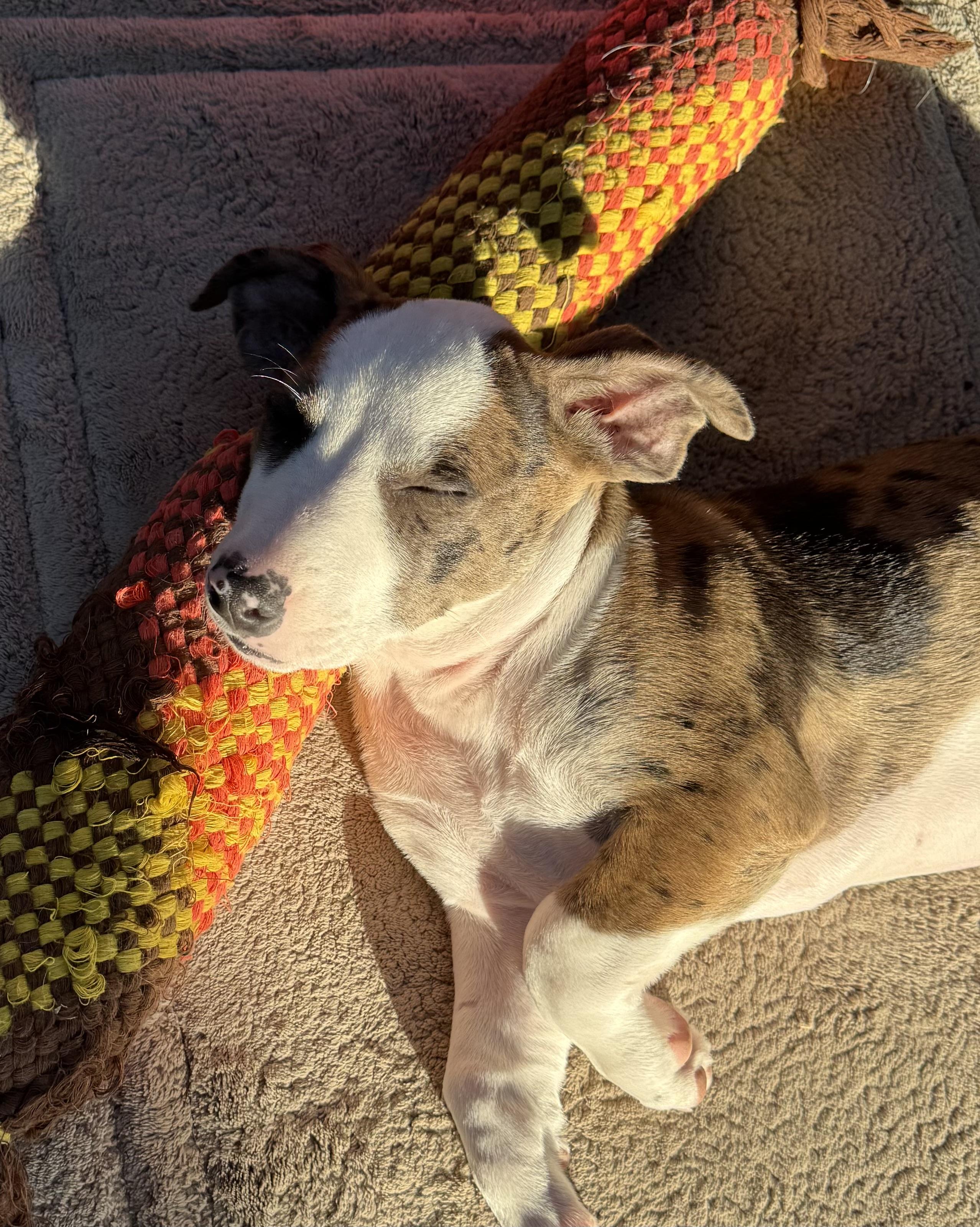 Enlarge Callie, an adopted mixed breed in Cypress, TX image 4/5