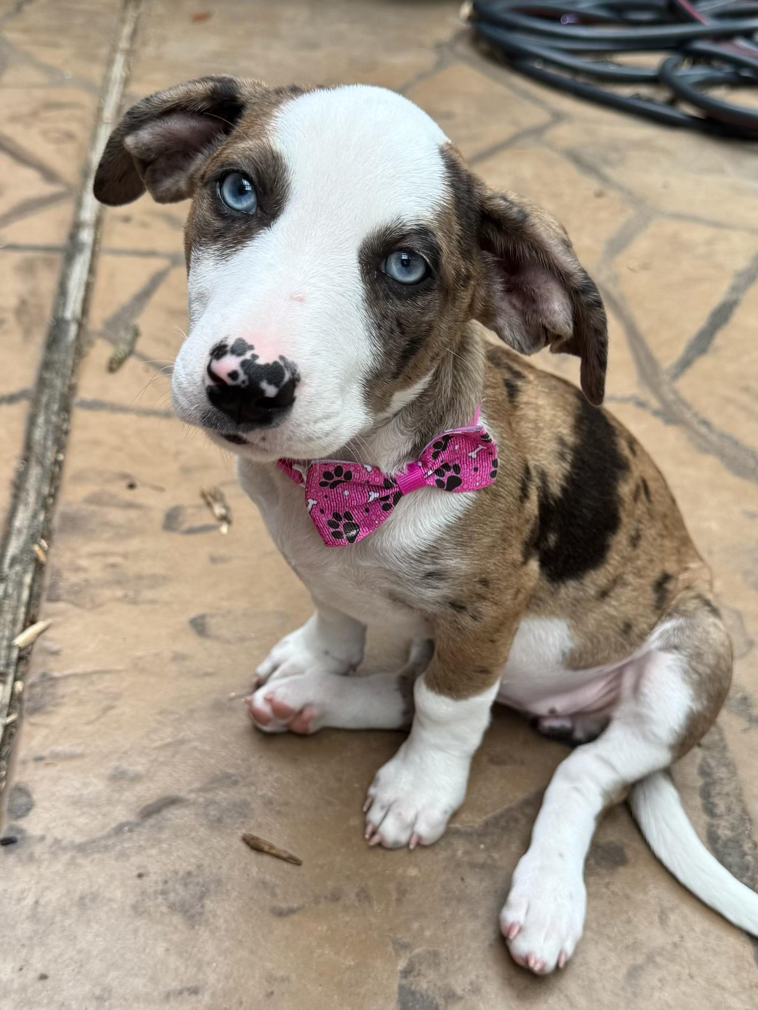 Enlarge Callie, an adopted mixed breed in Cypress, TX image 1/5