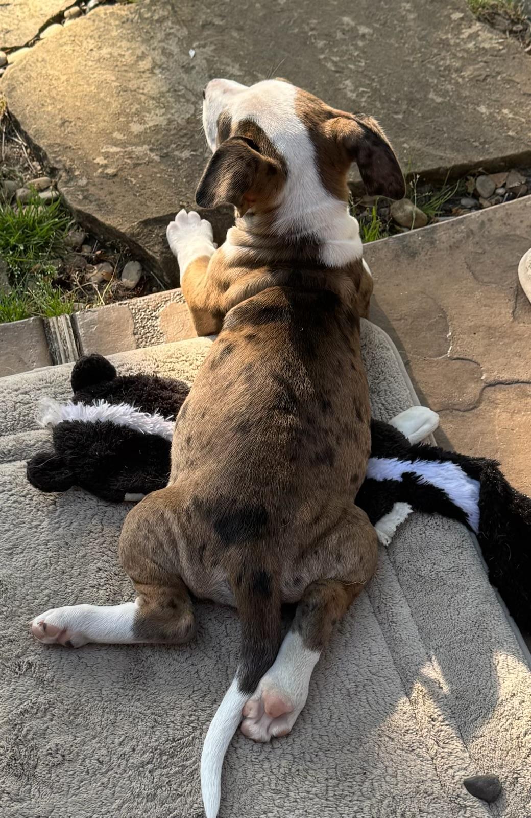 Enlarge Callie, an adopted mixed breed in Cypress, TX image 5/5