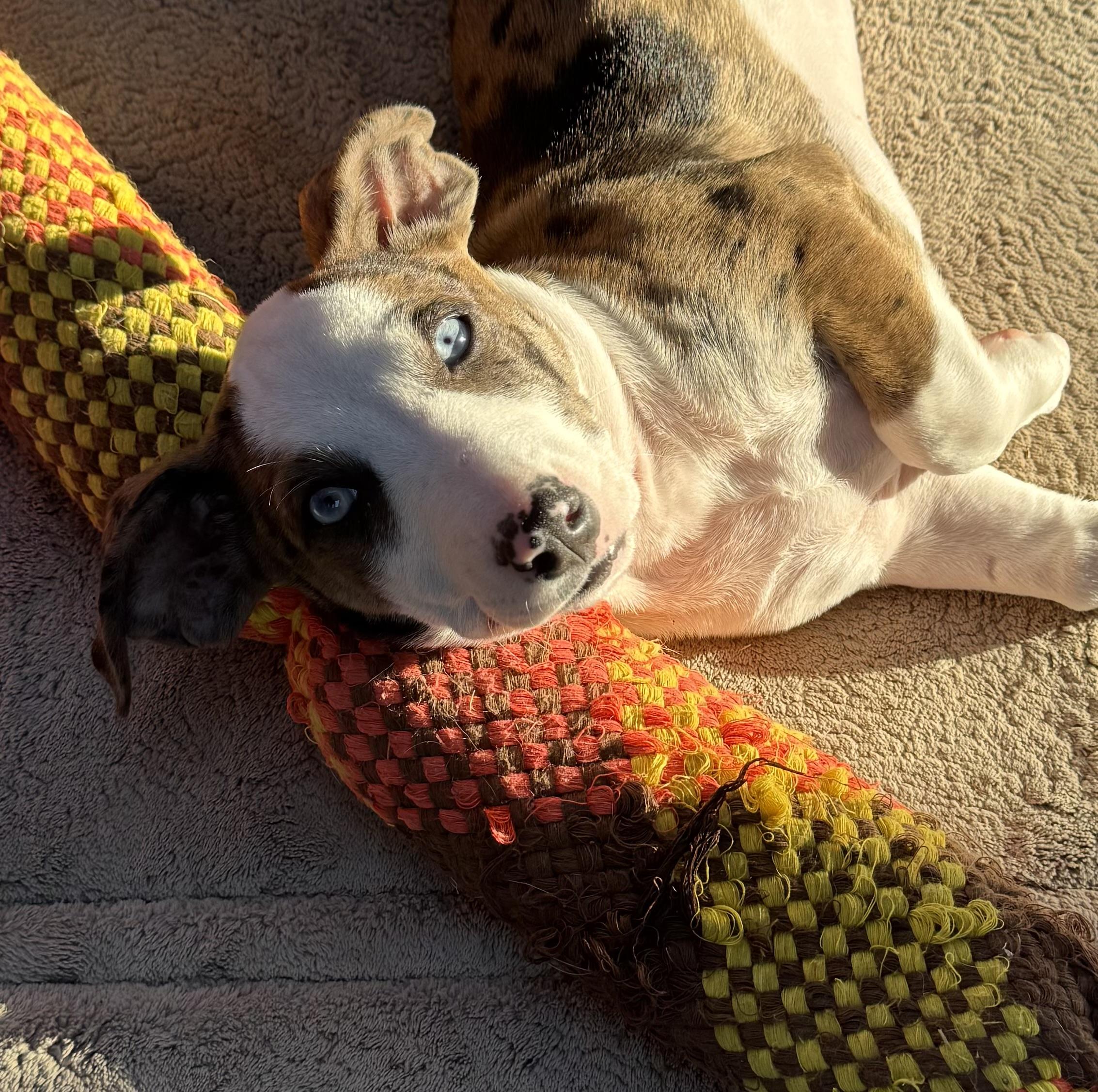 Enlarge Callie, an adopted mixed breed in Cypress, TX image 2/5