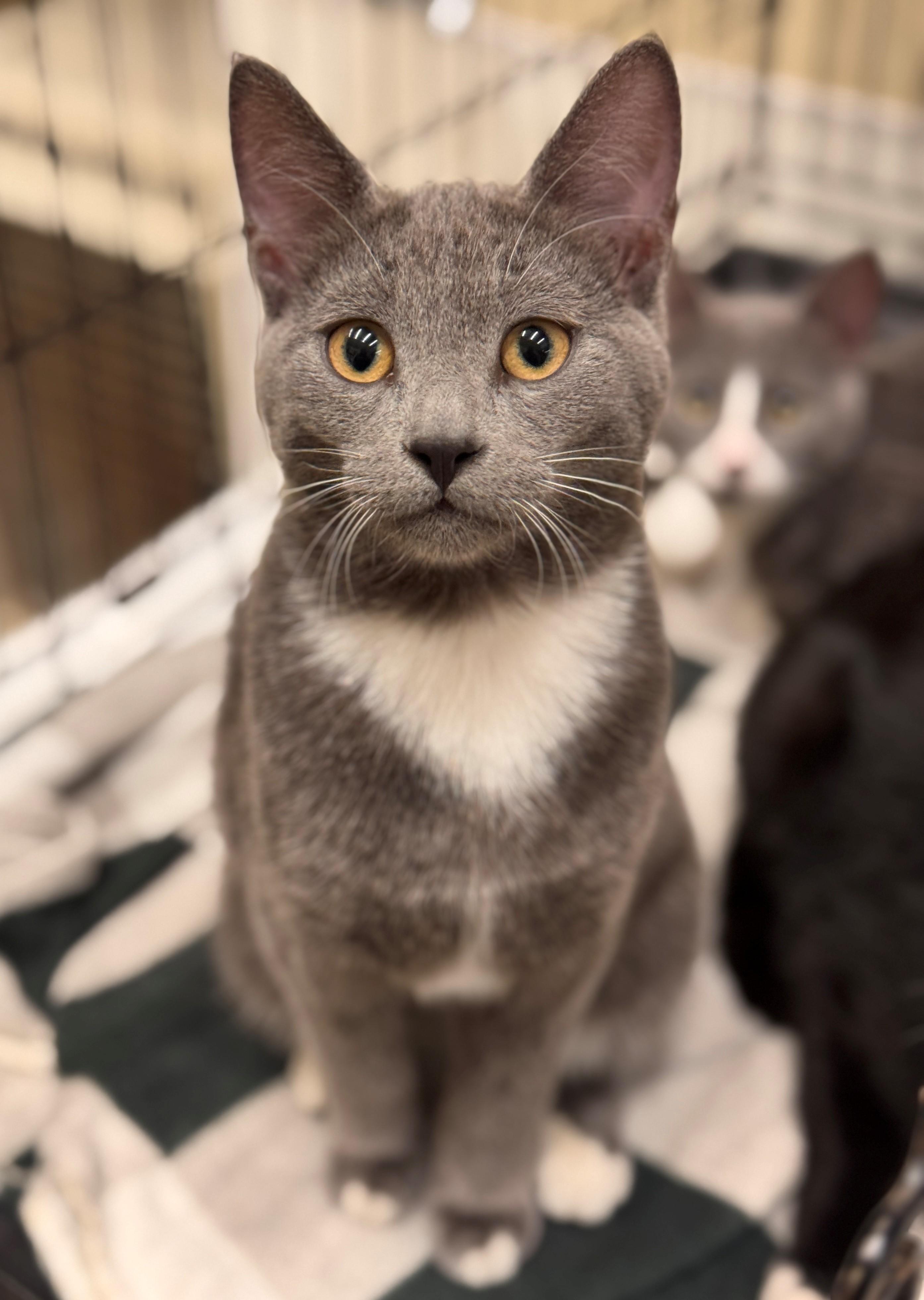 Enlarge Hermie, an adopted Domestic Short Hair in Hackensack, MN image 1/1