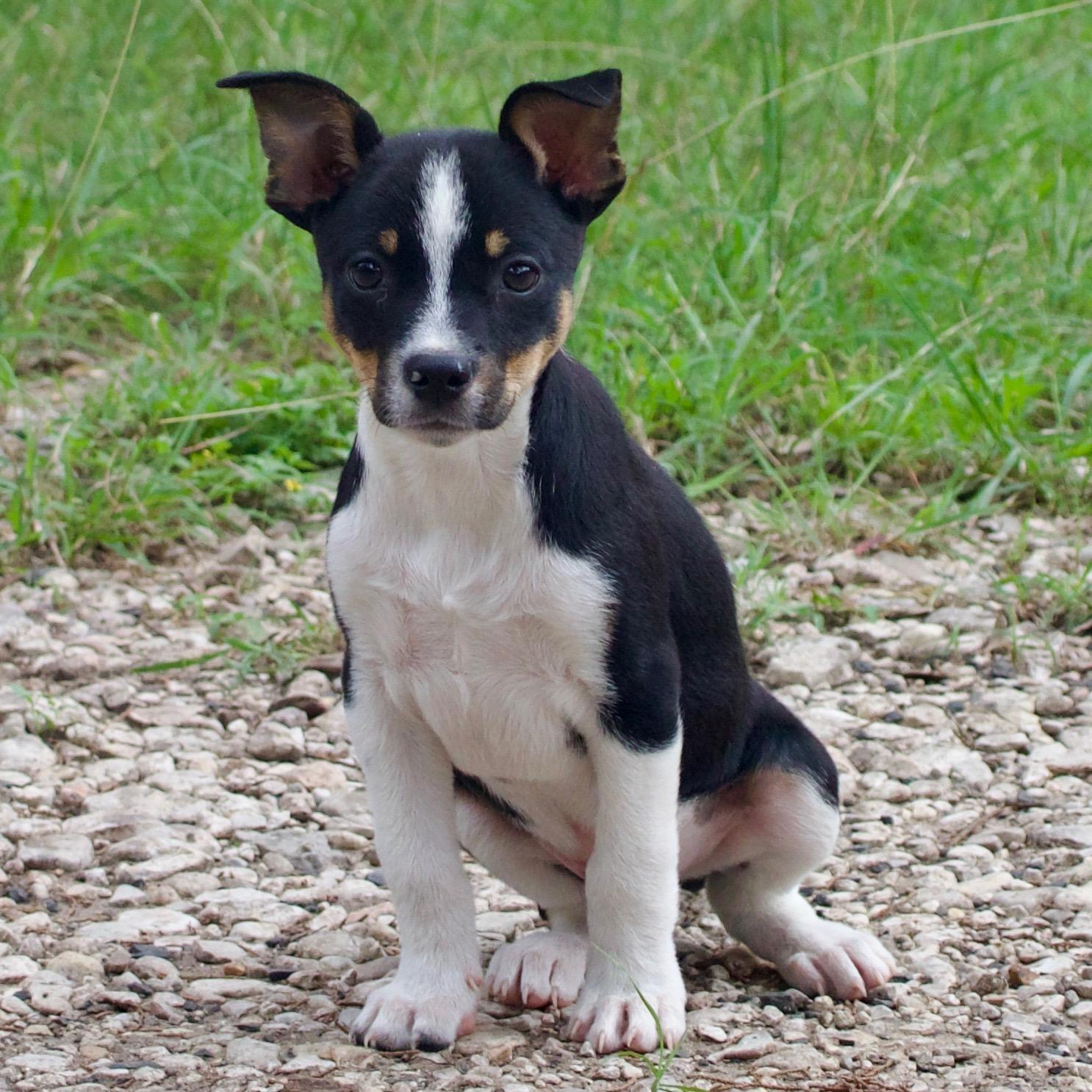 Tater Tot, adopted, Puppy Male Rat Terrier & Chihuahua.