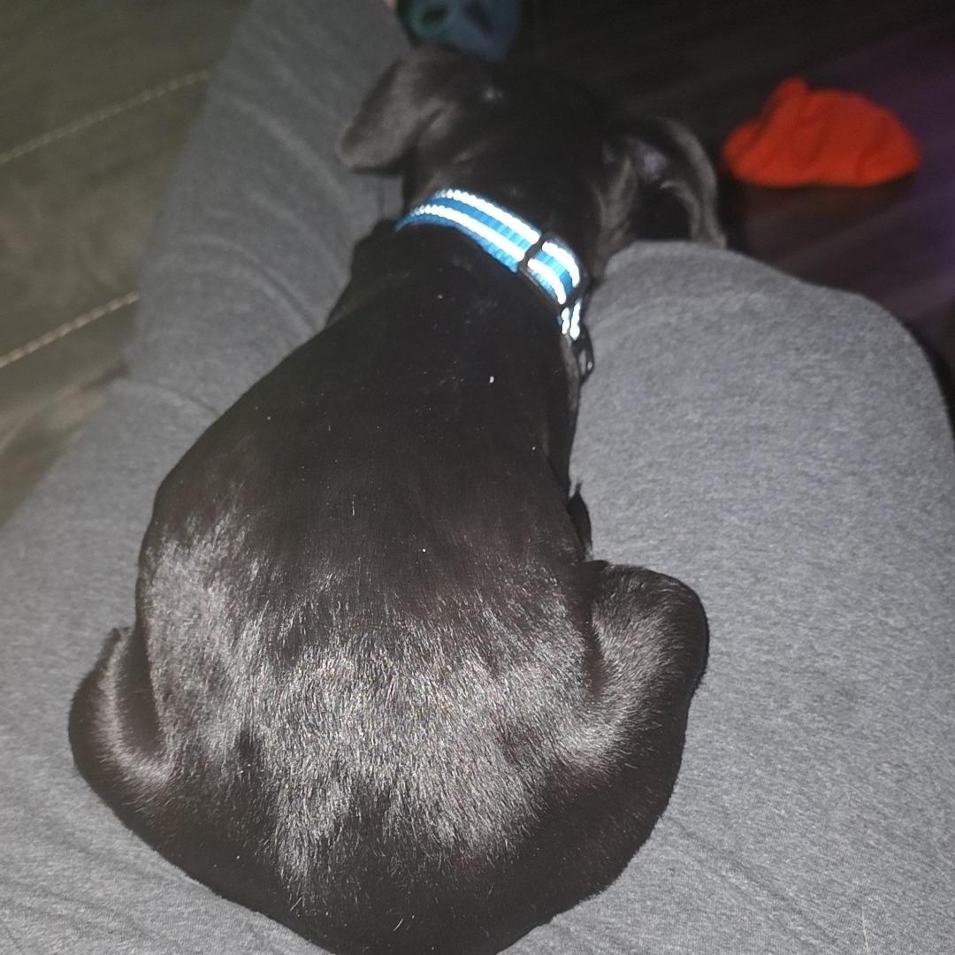 Ghost (aka Cider), a Adoptable mixed breed in Alma, MI image 4/5