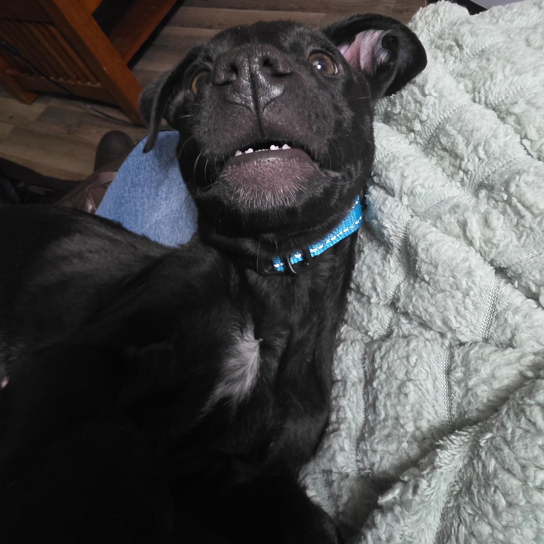 Ghost (aka Cider), a Adoptable mixed breed in Alma, MI image 2/5