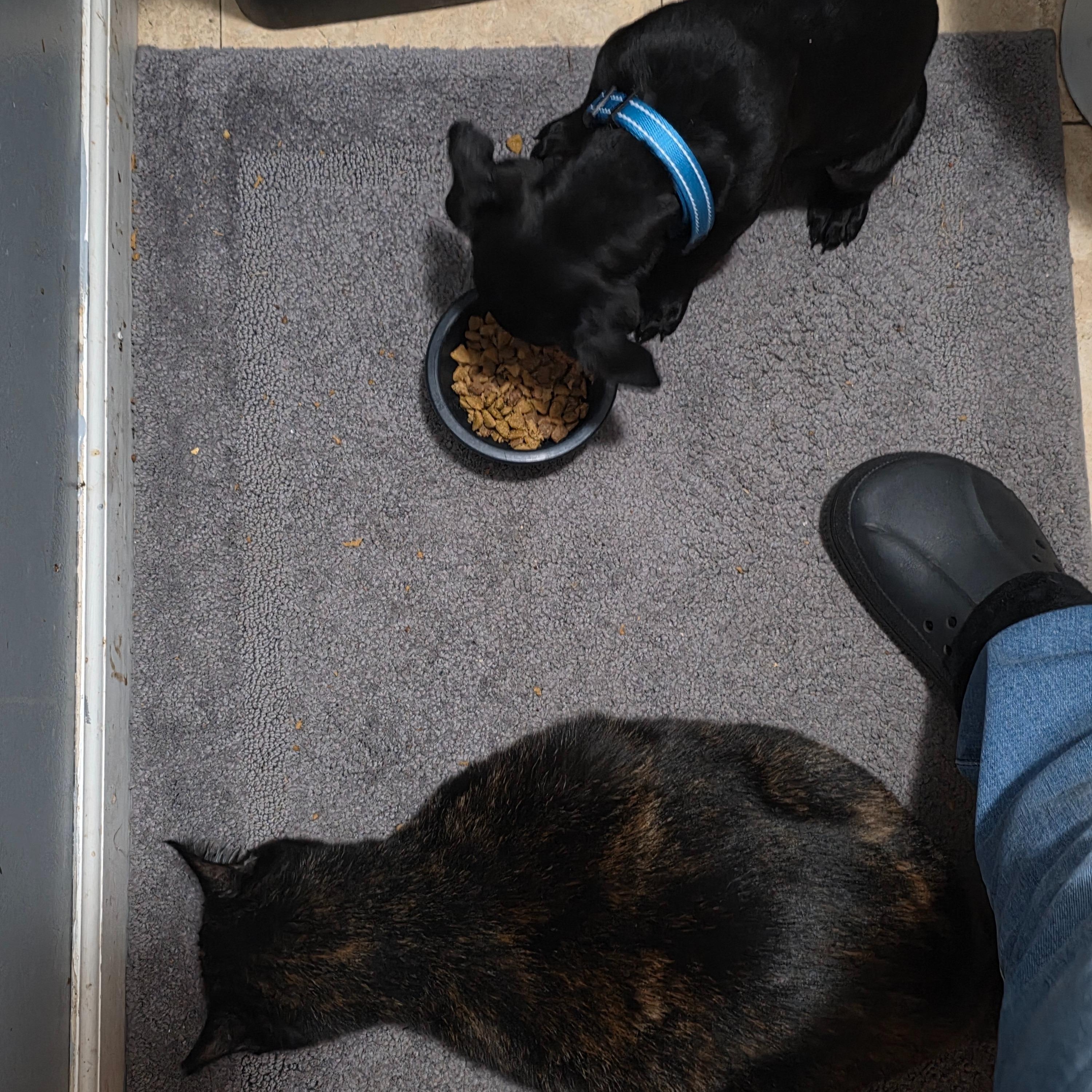 Ghost (aka Cider), a Adoptable mixed breed in Alma, MI image 3/5